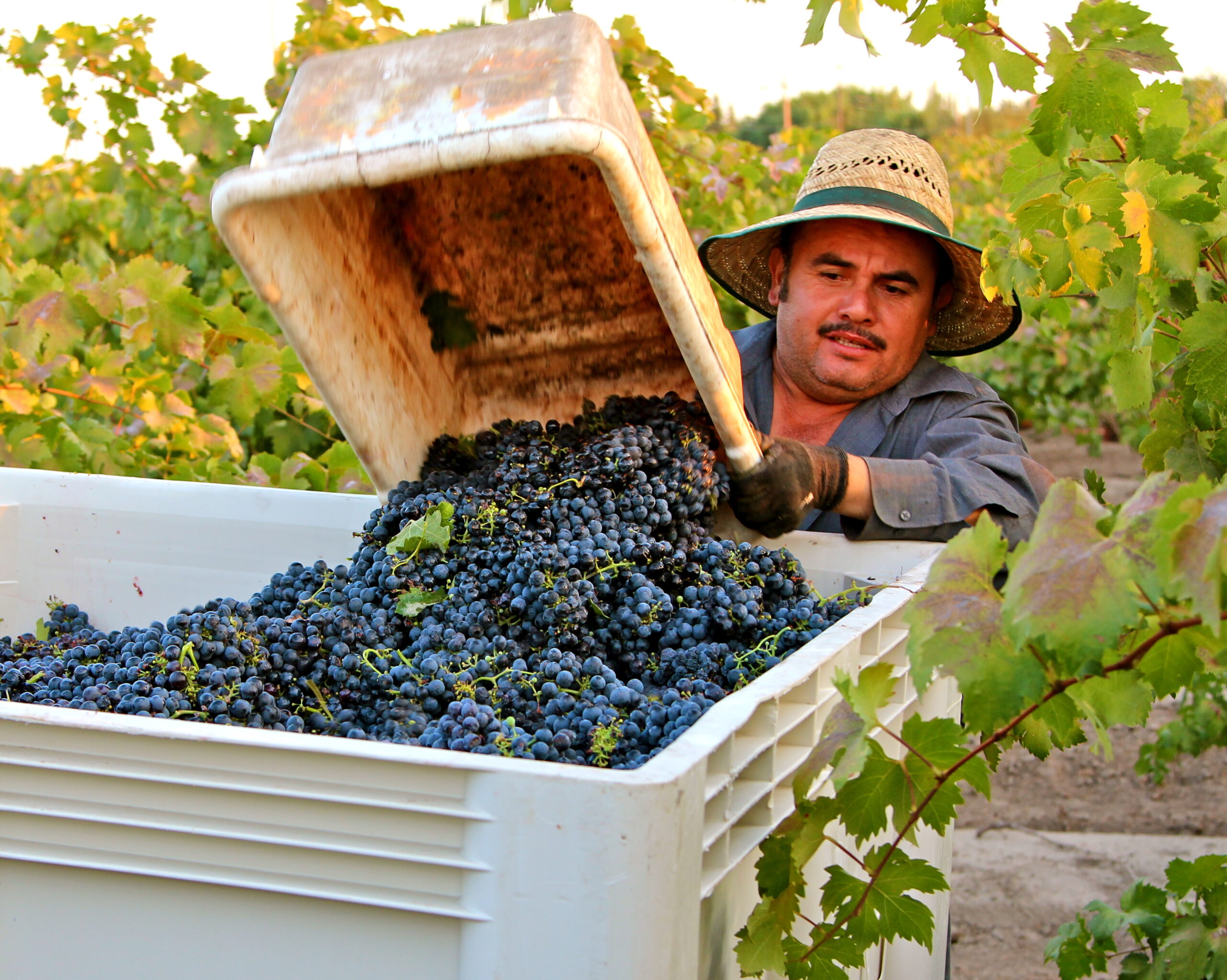 Vineyard worker harvesting ripe grapes in Lodi wine region for premium wine production.