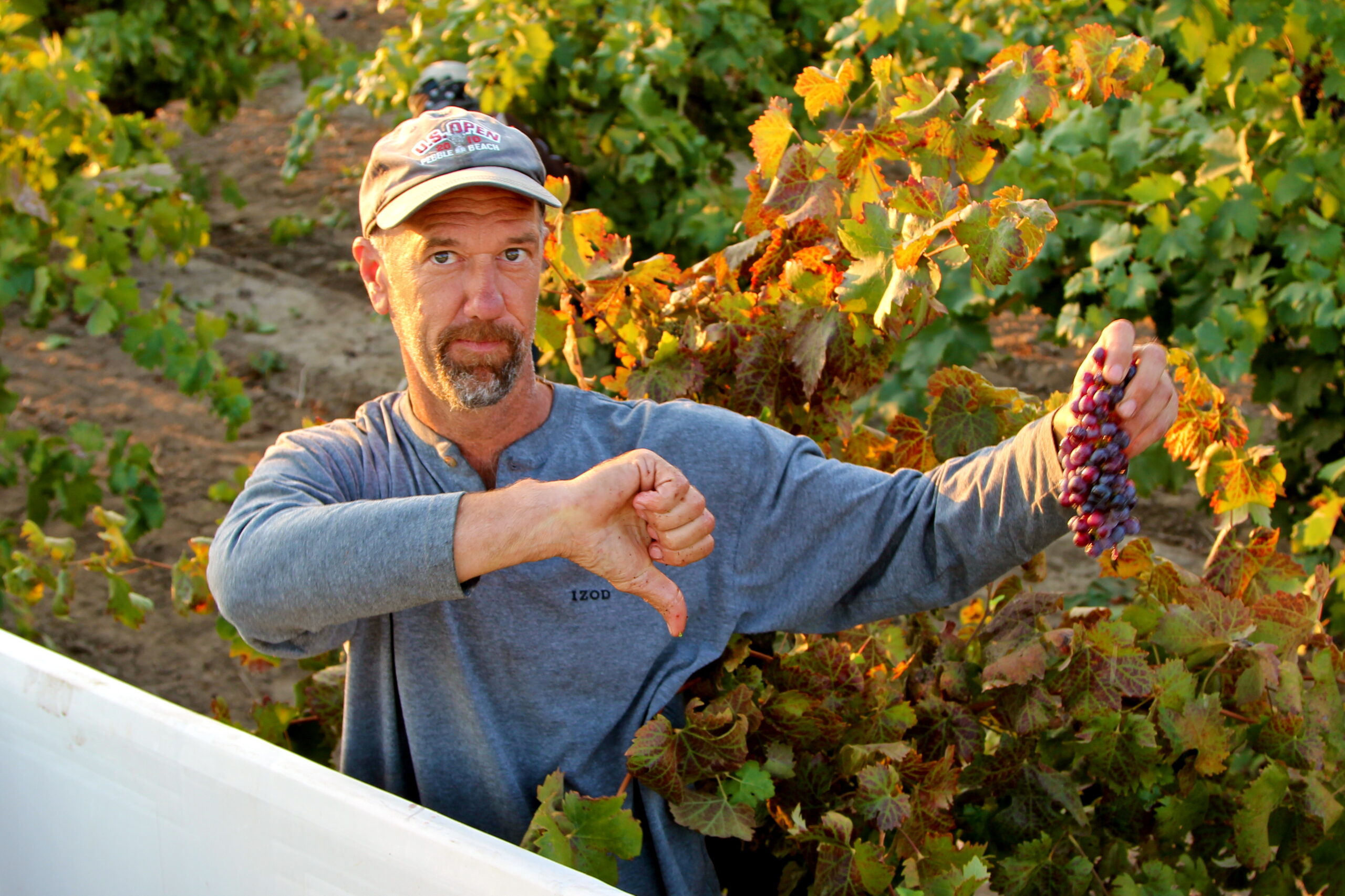 Vineyard worker harvesting grapes in Lodi wine region, showcasing premium grape production.