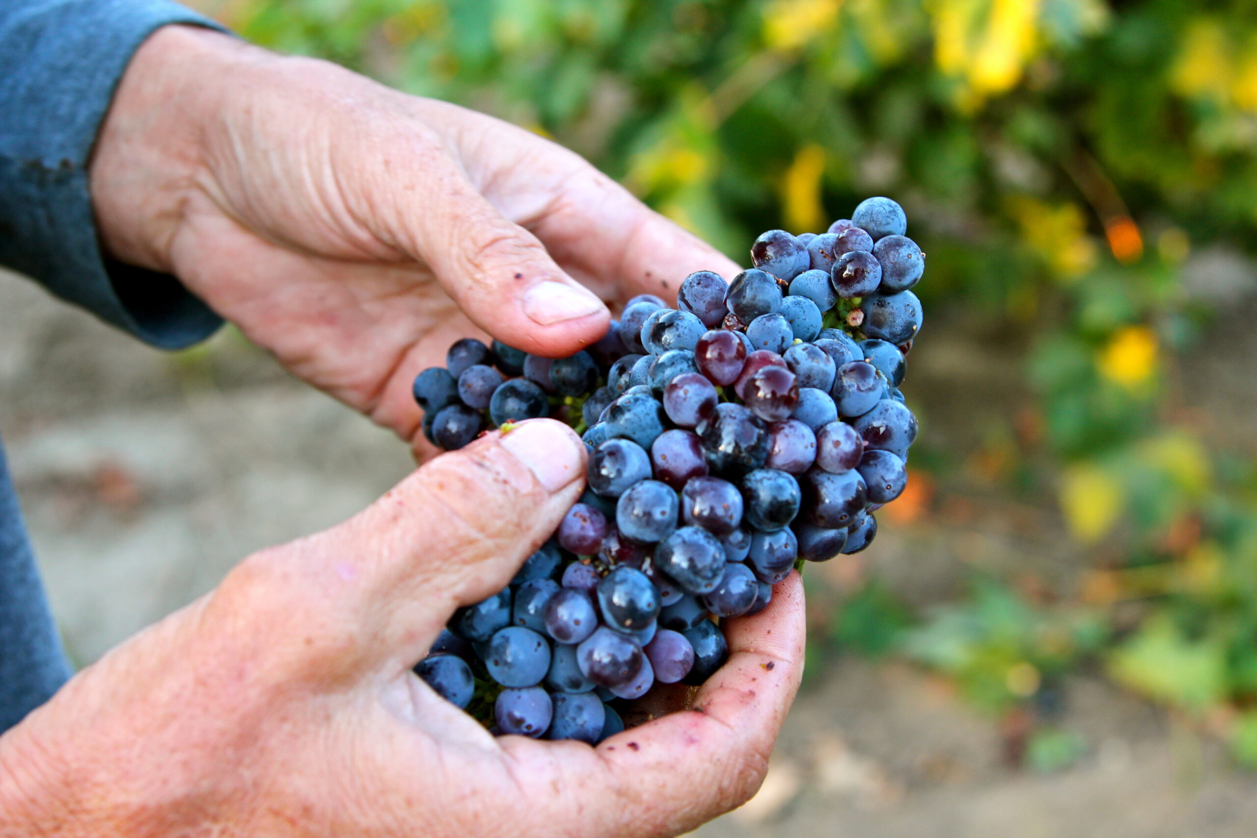 Close-up of hands holding a bunch of ripe blue wine grapes in a vineyard.