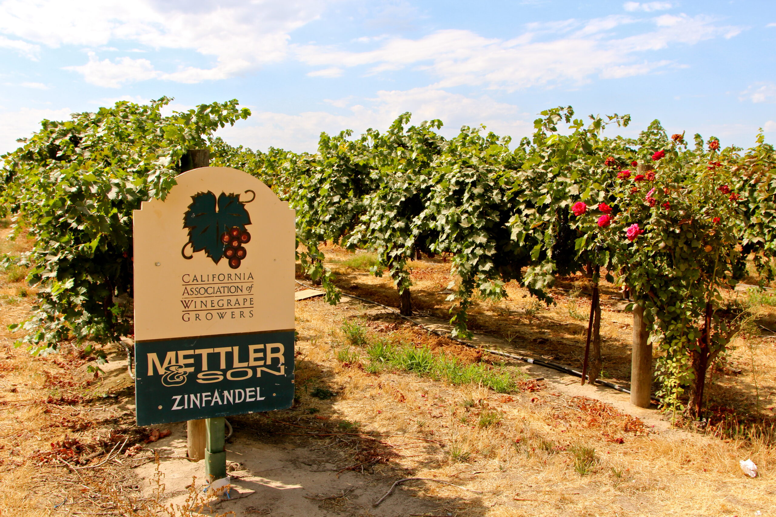 Vineyard with grapevines and a sign for California Association of Winegrape Growers in Lodi.