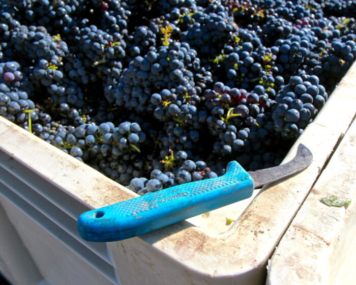 Close-up of ripe dark grapes in a vineyard with a harvesting knife on the container edge.