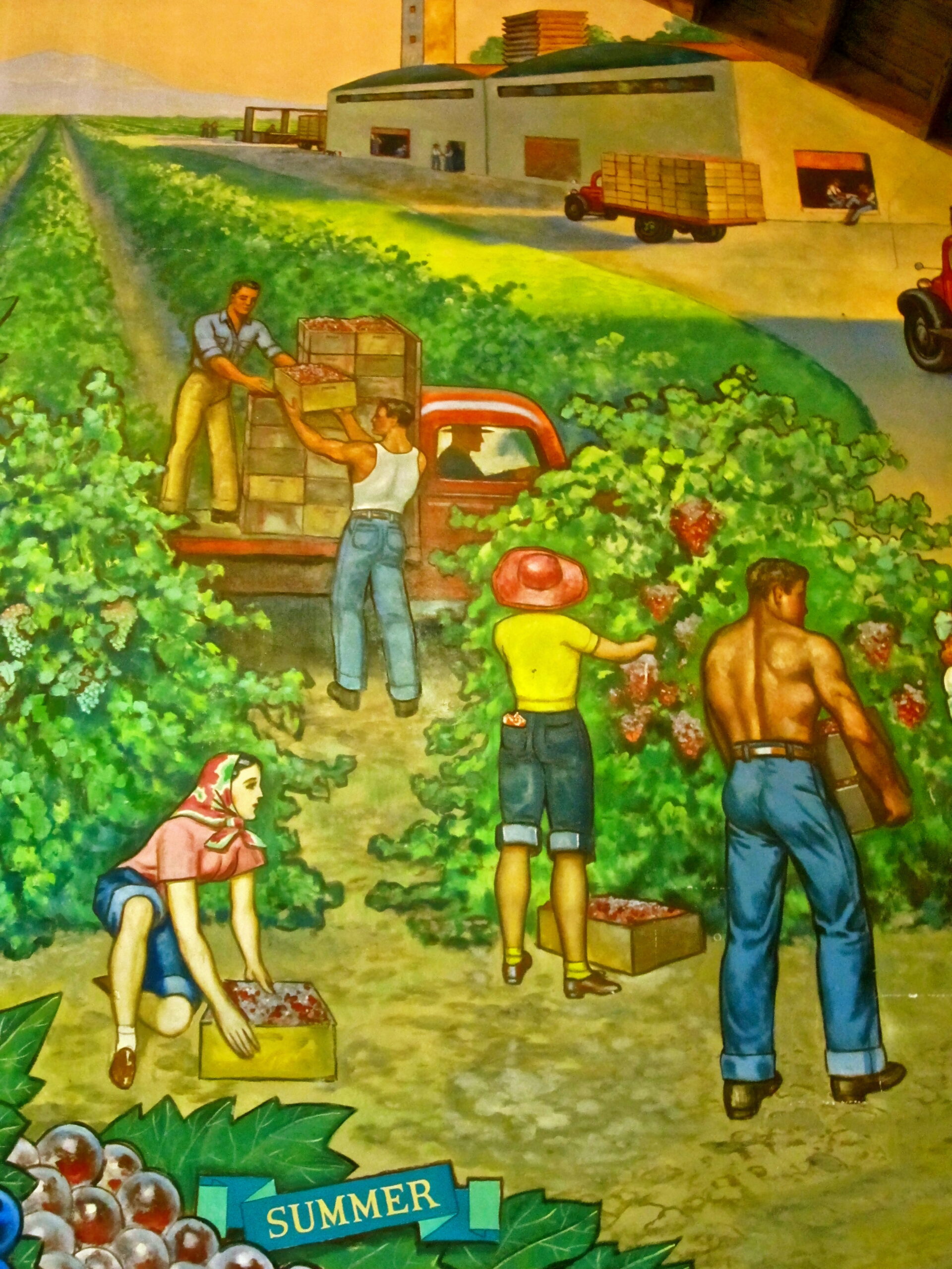 Workers harvesting grapes in a vineyard during summer for Lodi wine production.