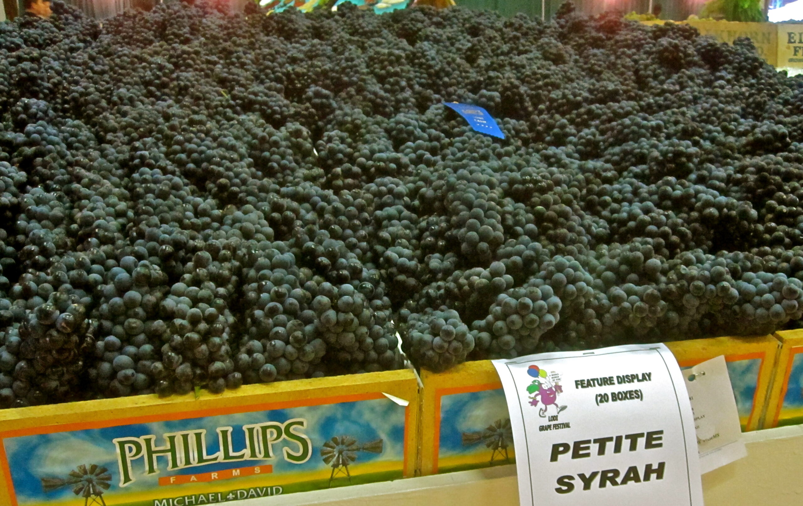 Fresh Petite Syrah grapes displayed at Lodi Winegrape Commission for wine production.