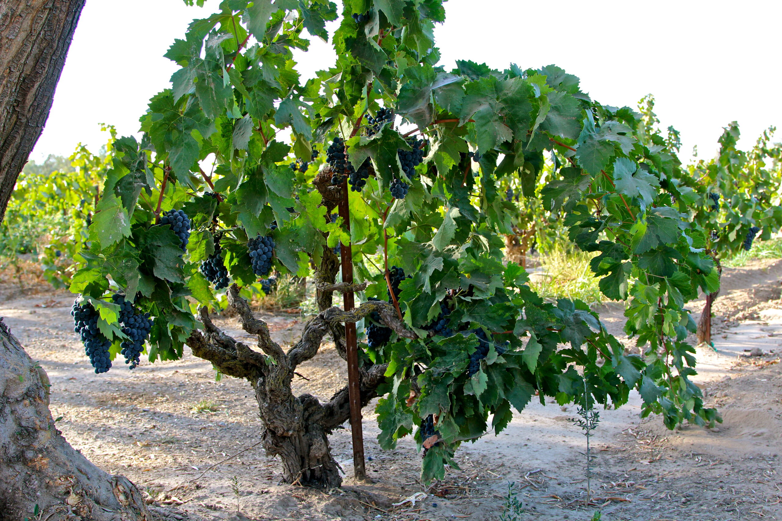 Grapevine in Lodi wine region with ripe grapes ready for harvest.