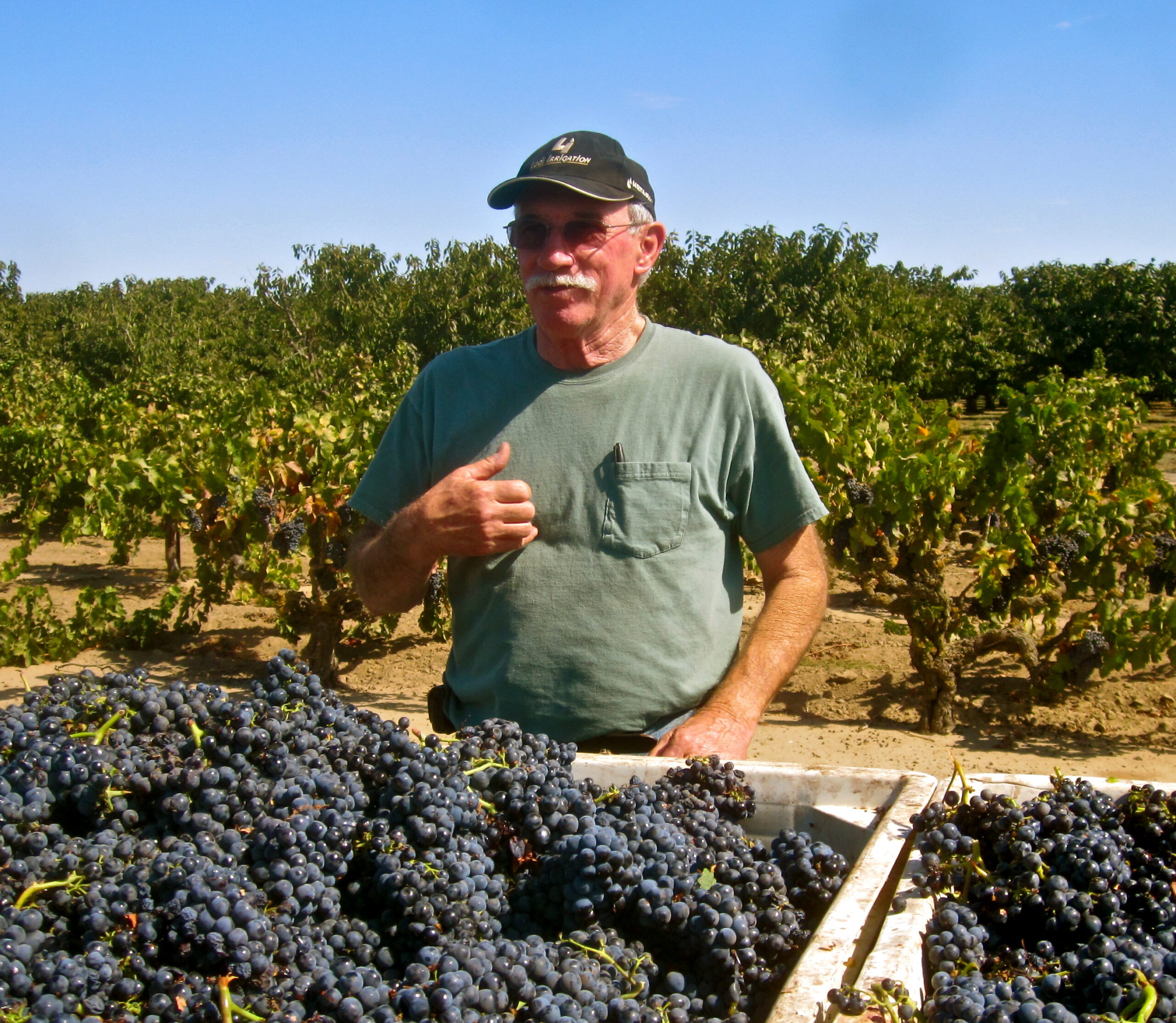 Man in vineyard with grapes during harvest in Lodi, California, showcasing local wine production.