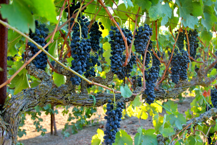 Vineyard with ripe dark grapes hanging from the vine in Lodi, California.