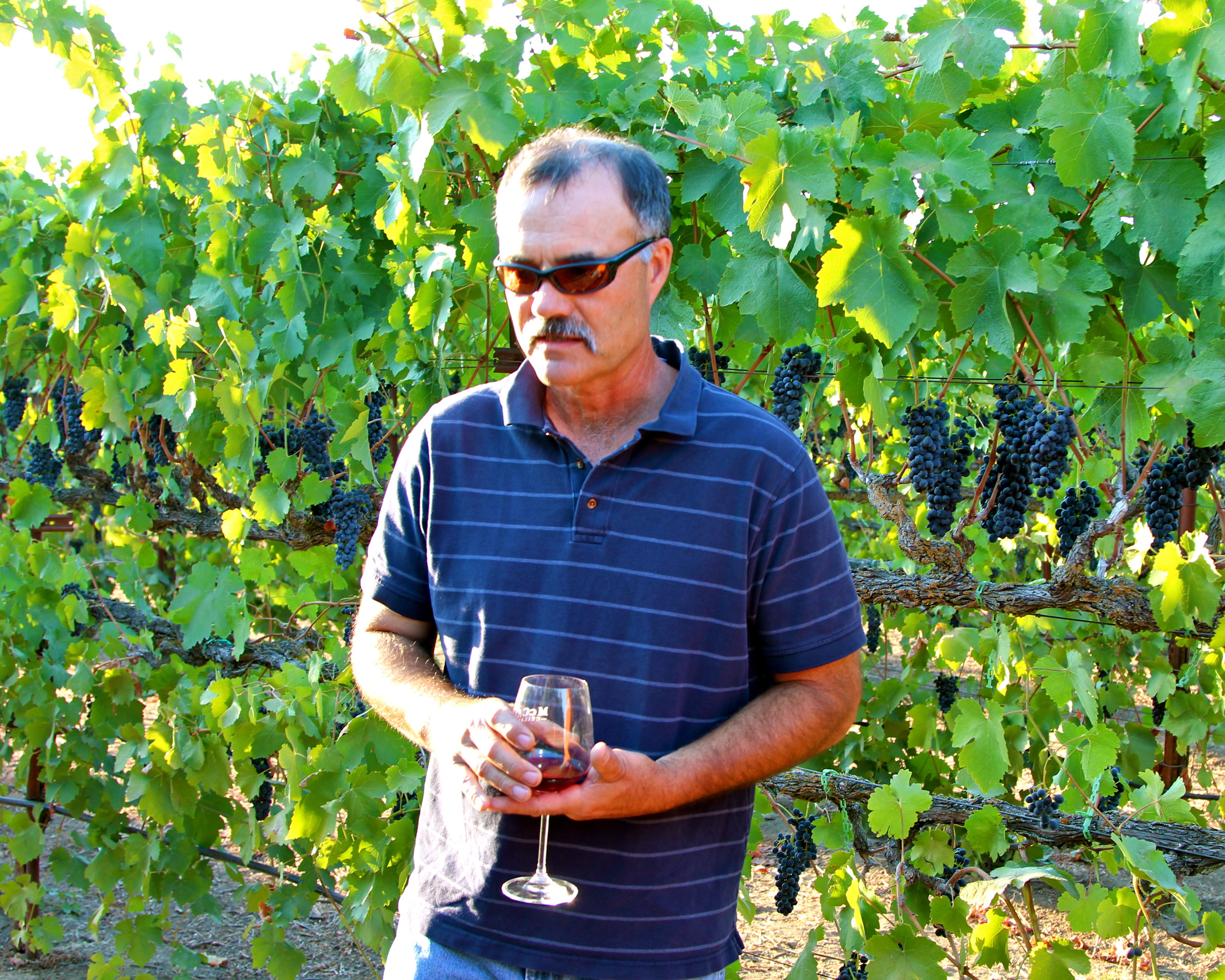 Man tasting wine in a vineyard with lush grapevines and ripe grapes in Lodi, California.
