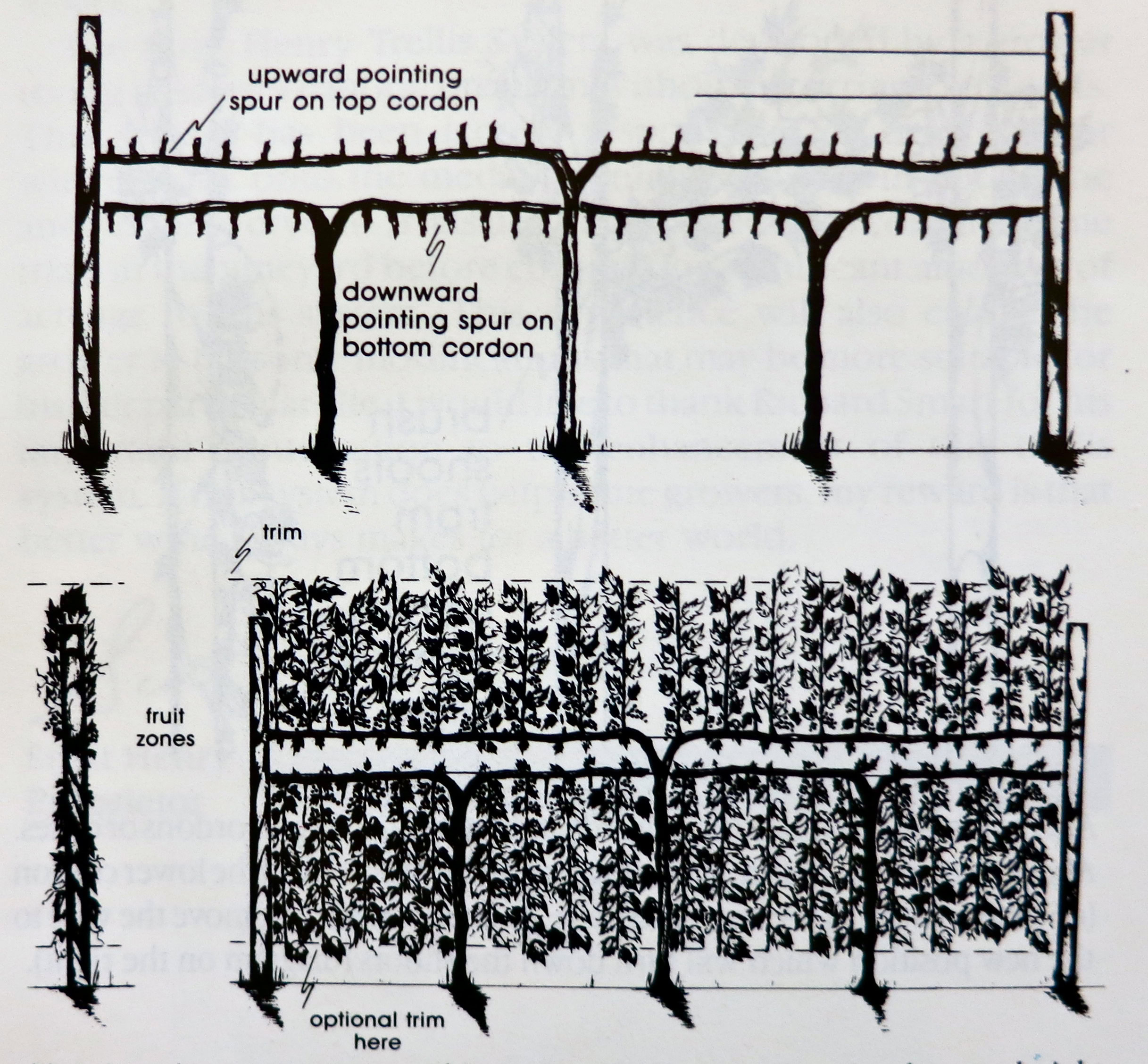 Diagram of vine training system showing upward and downward pointing spurs and fruit zones in Lodi vineyards.
