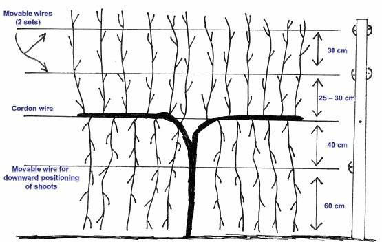 Diagram of vineyard trellis wiring with movable wires, cordon wire, and shoot positioning wires for grapevines.
