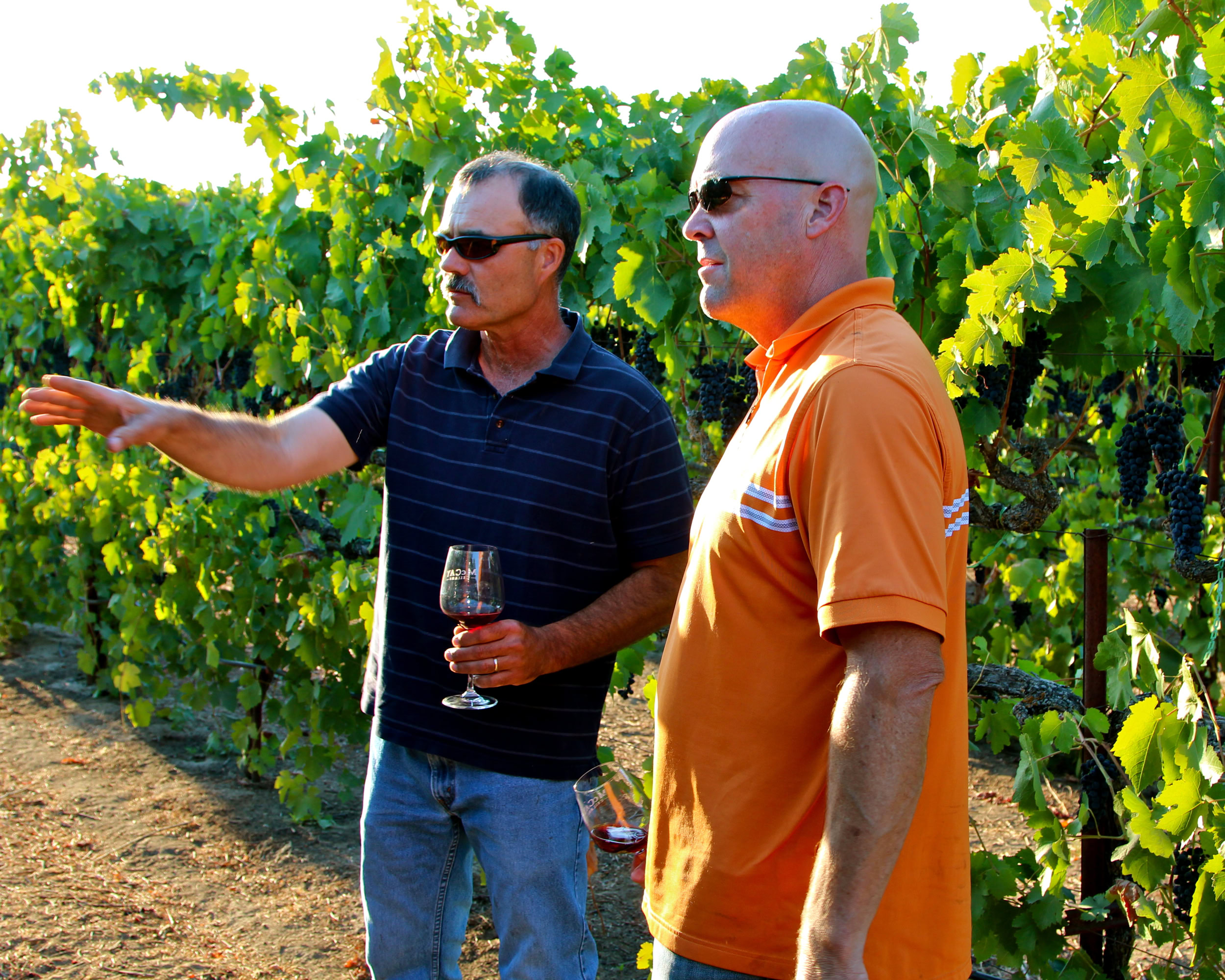Two men in sunglasses discussing wine grapes in a lush vineyard during daytime.