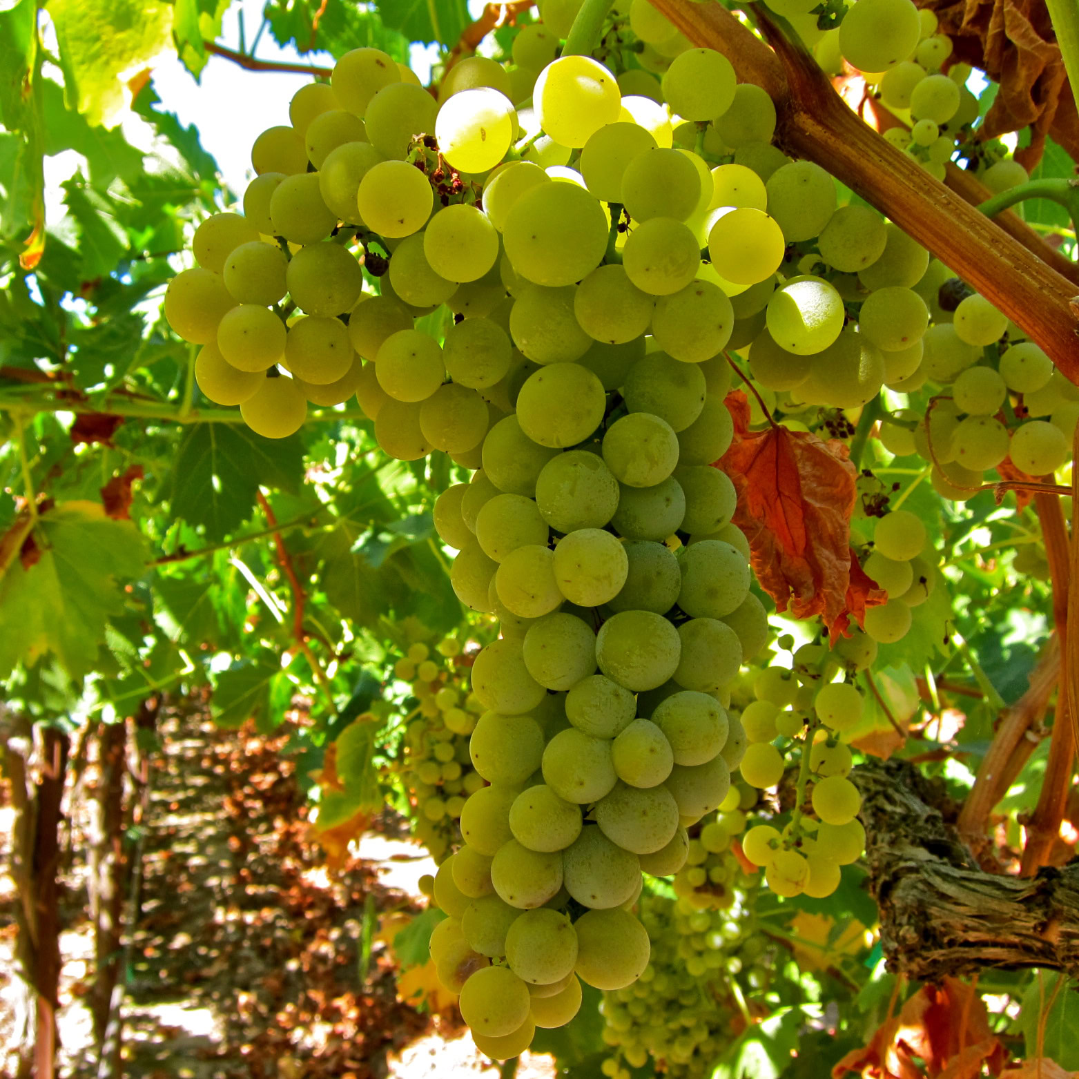 Close-up of a bunch of green grapes hanging on a vine in a vineyard.
