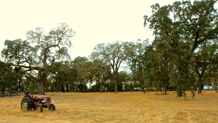 Tractor in a vineyard with mature grapevines and large trees in Lodi, California.