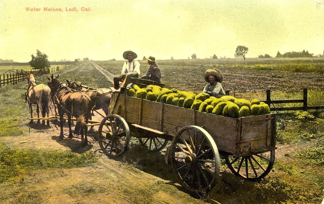 Historical image of water melons being harvested in Lodi, California, with workers and horses in a vintage farm setting.
