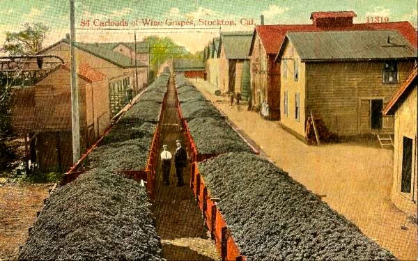 Vintage photo of wine grapes being harvested in Stockton, California, with old buildings and workers in the field.