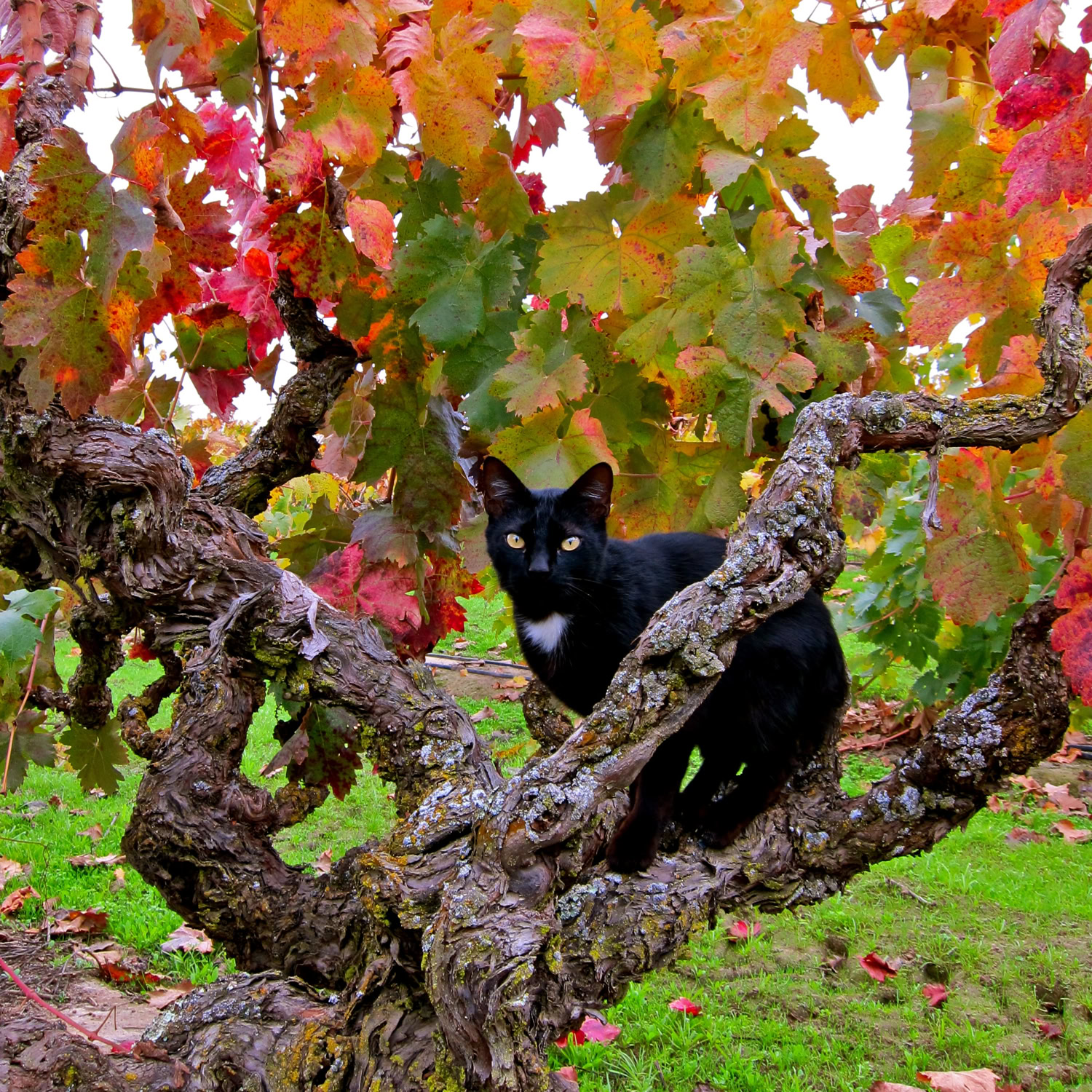 Black cat sitting on gnarled vine branch in a vineyard during fall with colorful leaves.