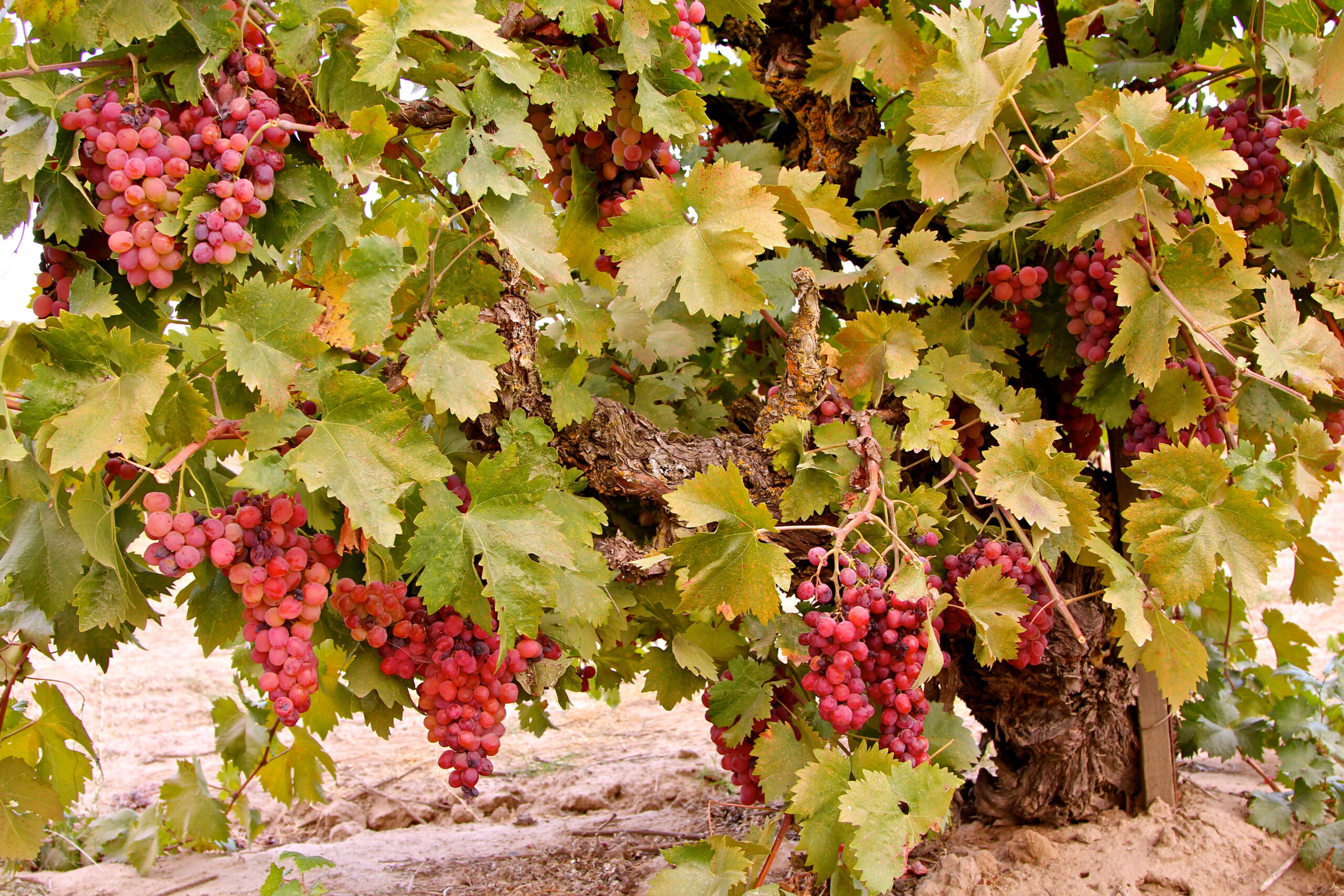 Close-up of a Lodi winegrape vine with ripe red grape clusters and green leaves in a vineyard.