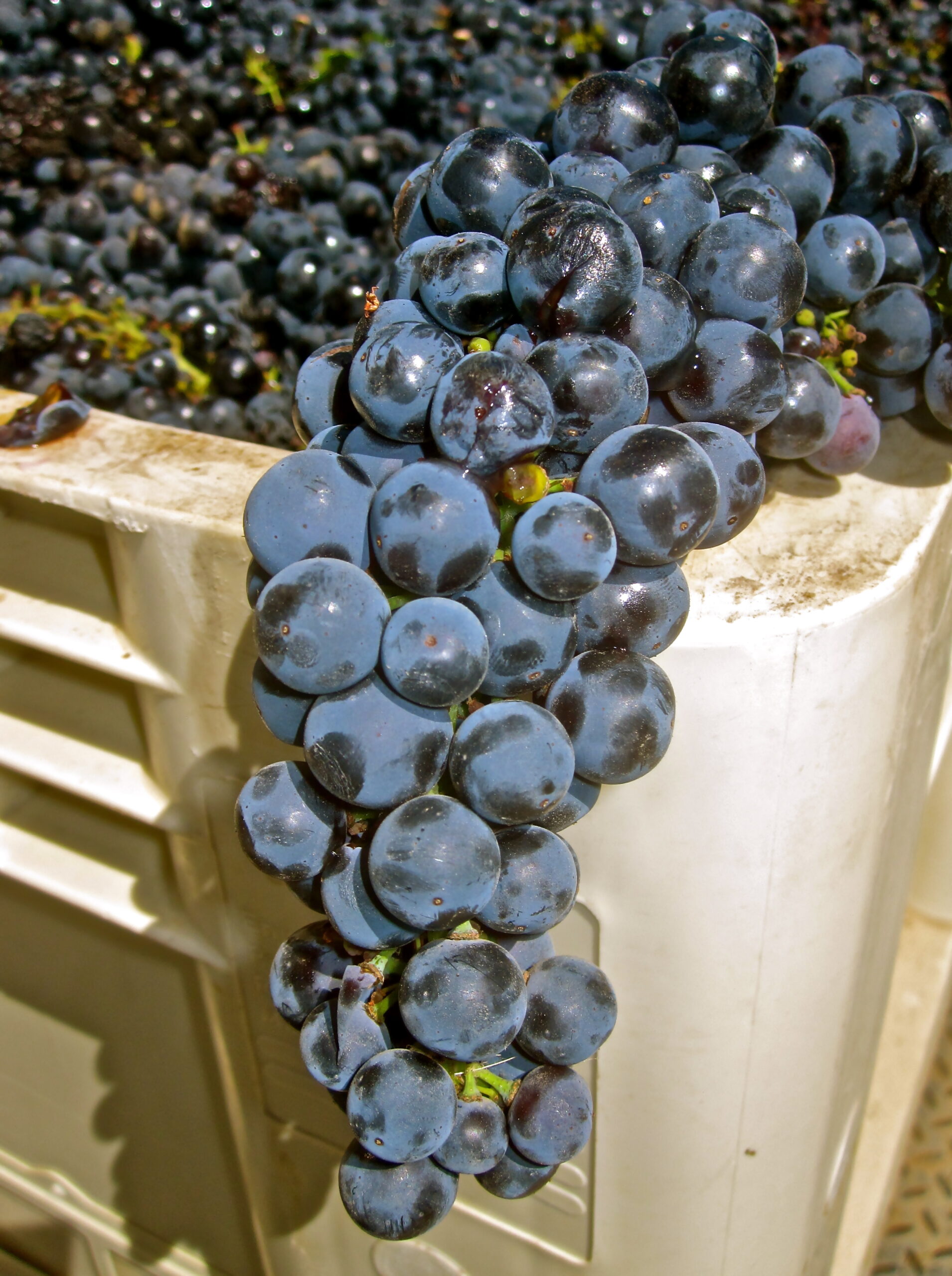 Close-up of ripe dark purple wine grapes in a vineyard harvest container.