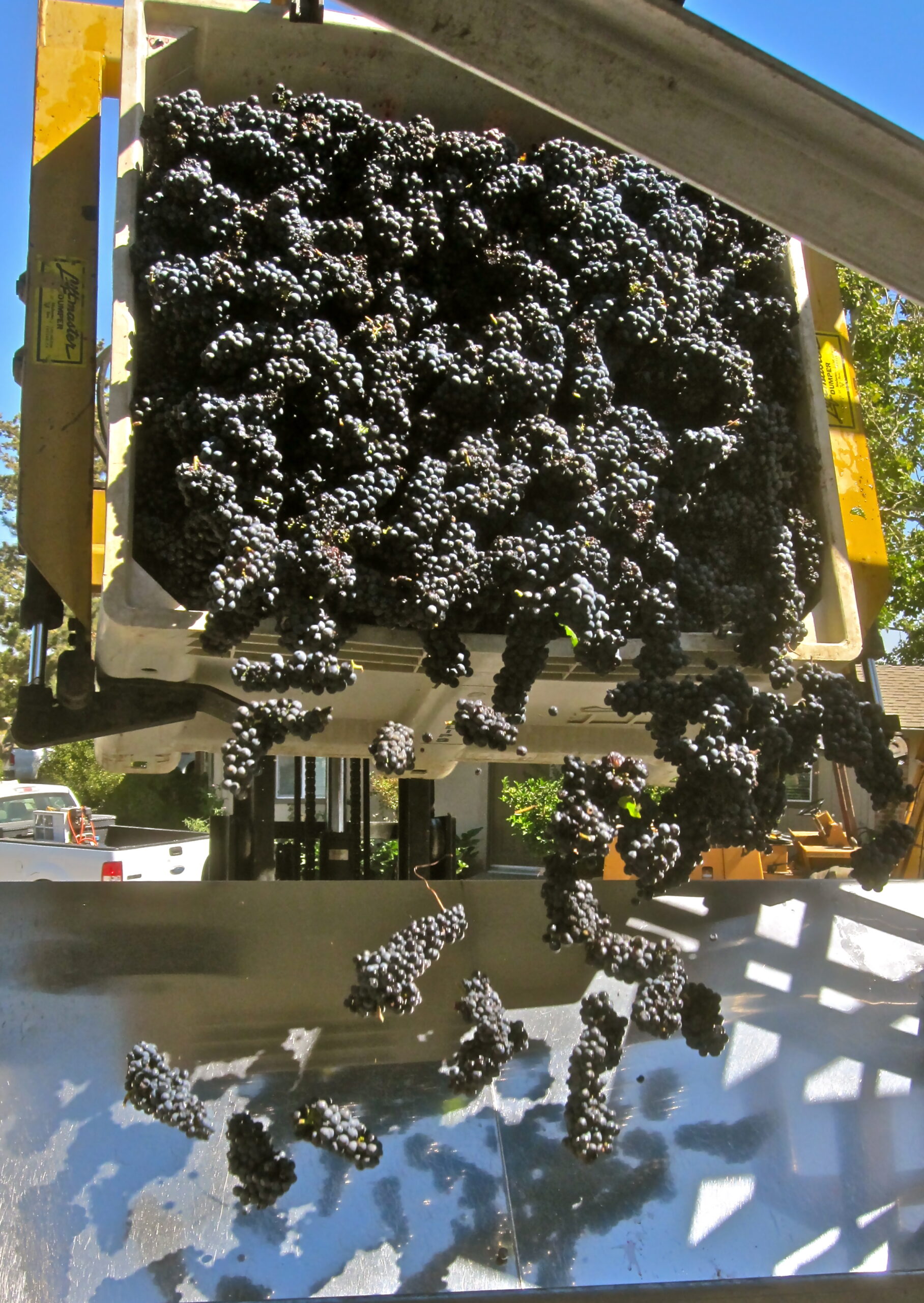Black wine grapes being harvested and collected in a container during the Lodi wine grape harvest.