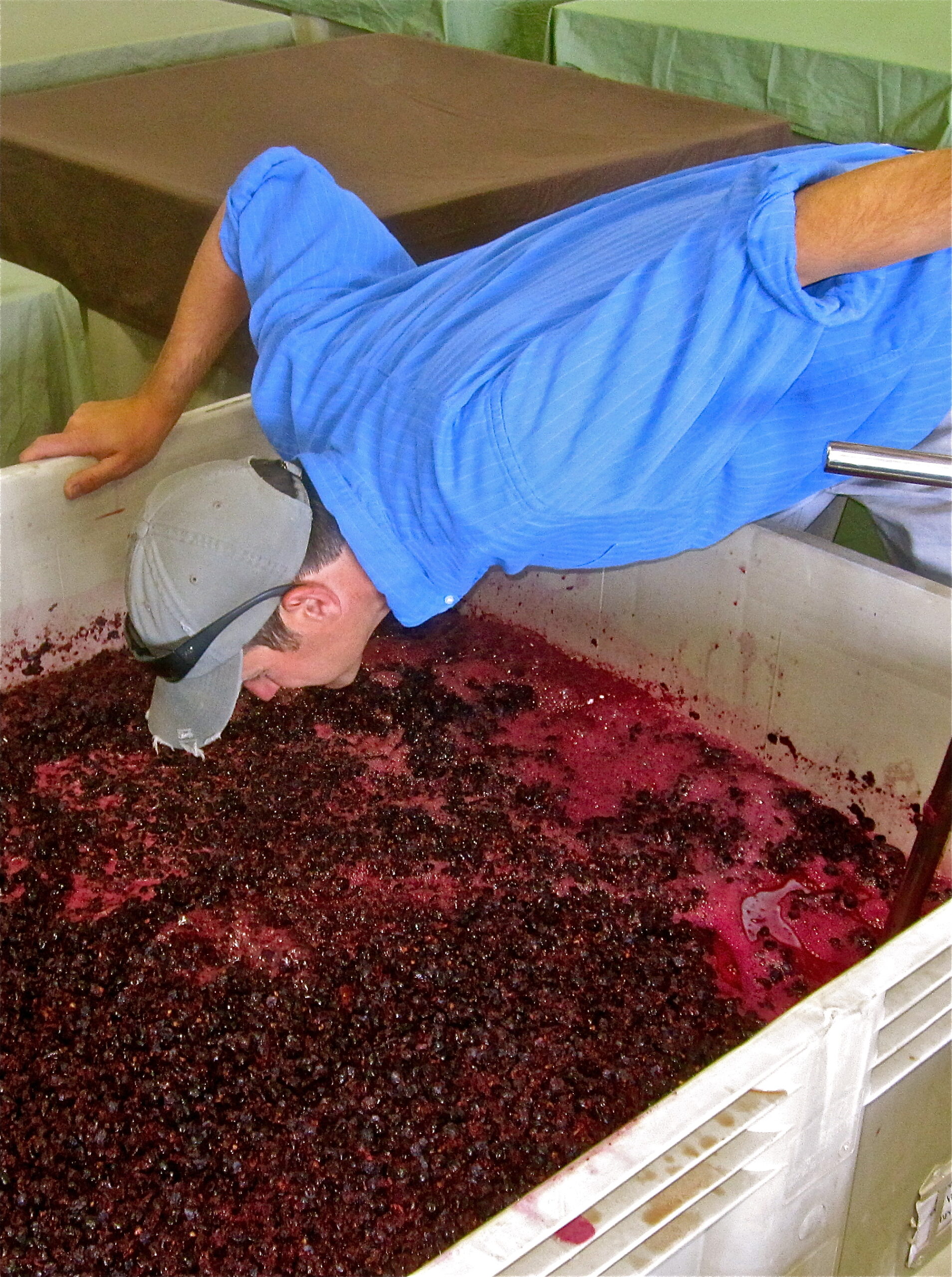 Worker inspecting freshly harvested wine grapes in a large container at Lodi Winegrape Commission.