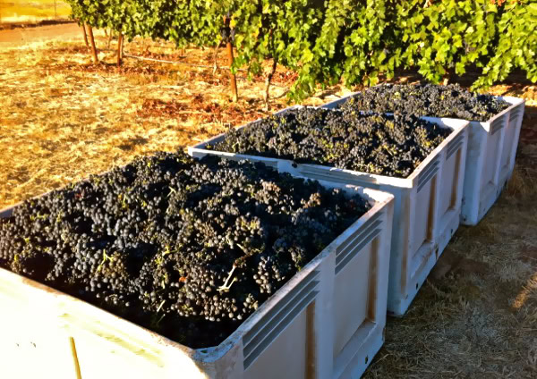 Rows of harvested black grapes in white containers at Lodi Winegrape Commission vineyard.