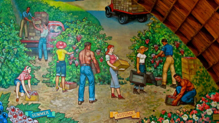 Farmers harvesting grapes in Lodi vineyards during summer and autumn seasons.