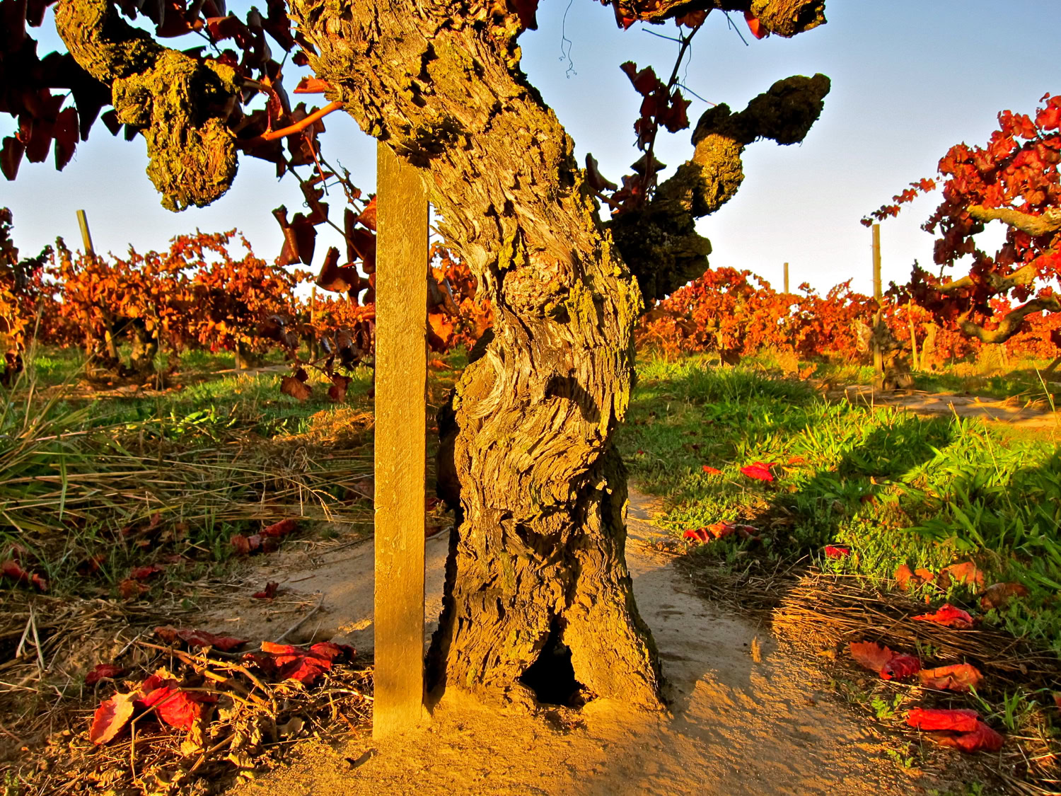 Vineyard with gnarled grapevine trunk and lush grapevines in Lodi, California.