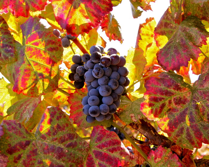 Close-up of ripe dark purple wine grapes on vine with colorful autumn leaves in background.