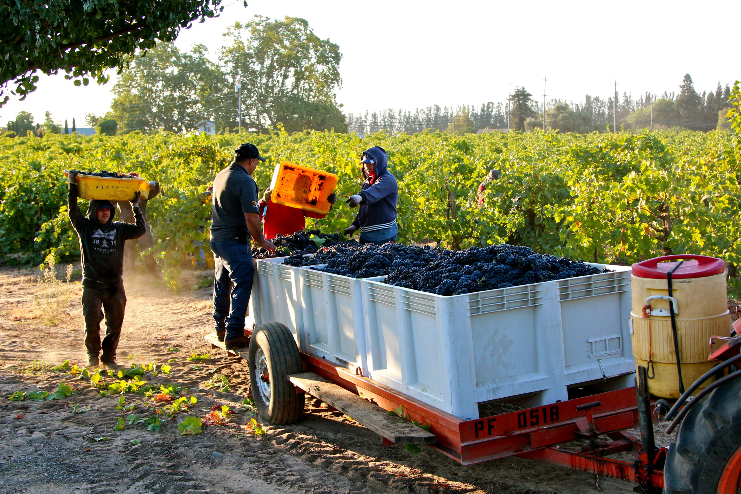 Workers harvest grapes in a Lodi vineyard during the winegrape season.