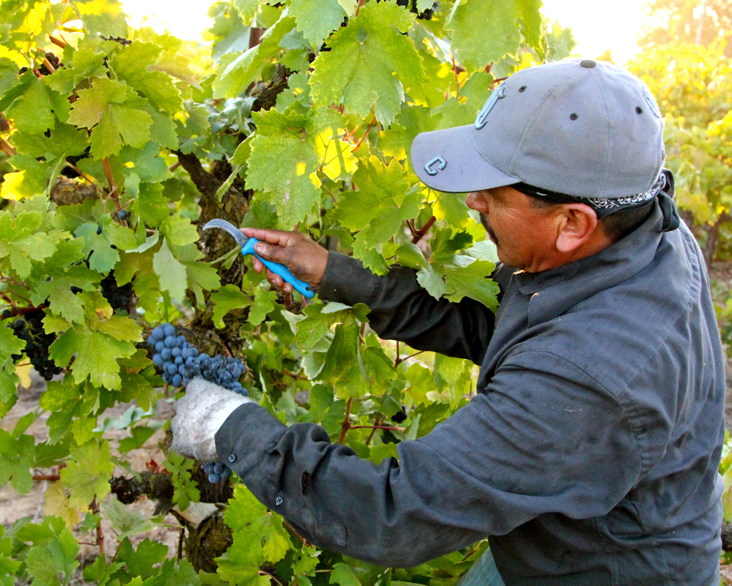 Vineyard worker harvesting ripe grapes in Lodi wine region with pruning shears and gloves.