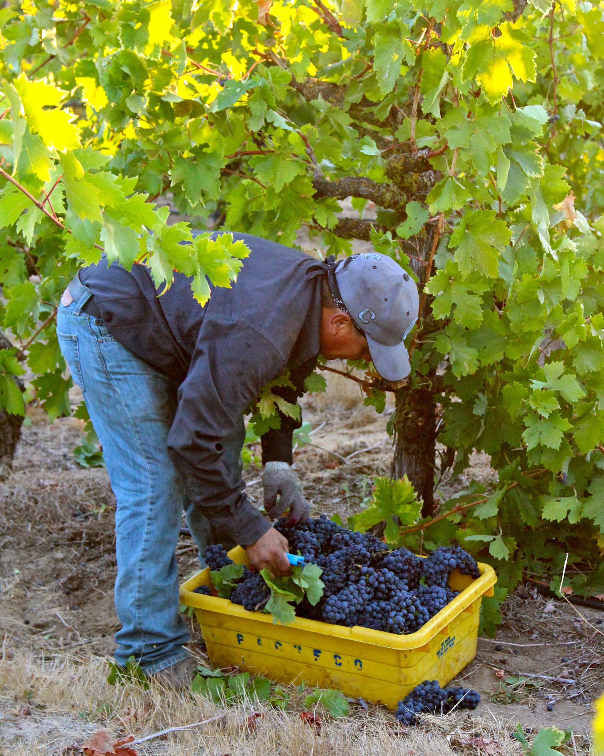Worker harvesting ripe grapes in a Lodi vineyard during harvest season.
