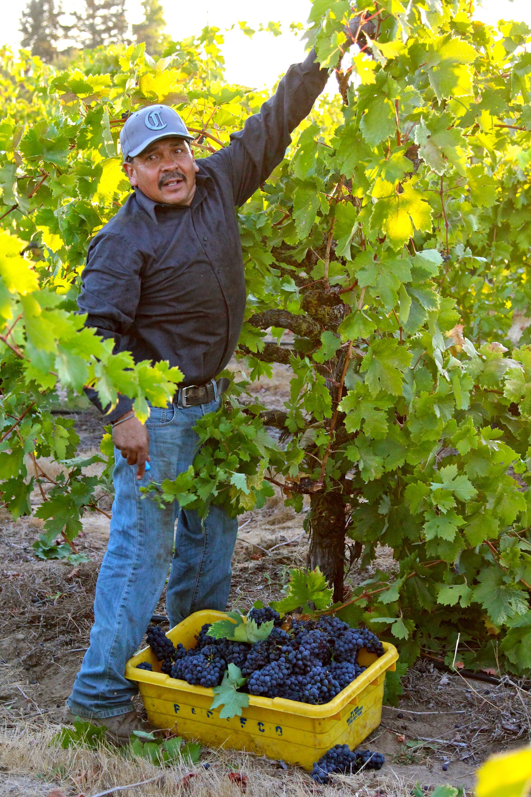 Vineyard worker harvesting grapes in Lodi wine region with a basket of freshly picked grapes.