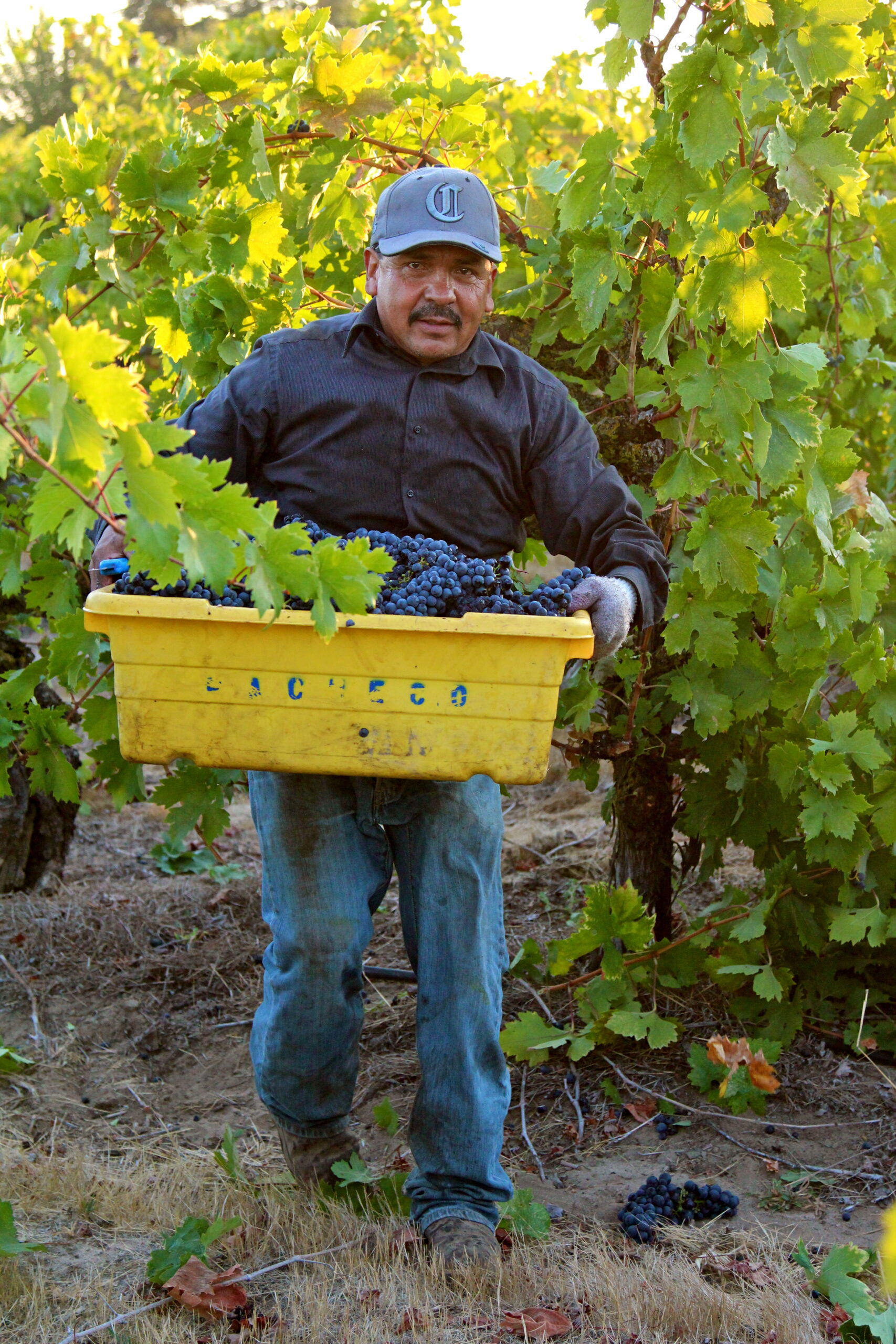 Vineyard worker harvesting grapes in Lodi wine region with a yellow crate and lush grapevines.