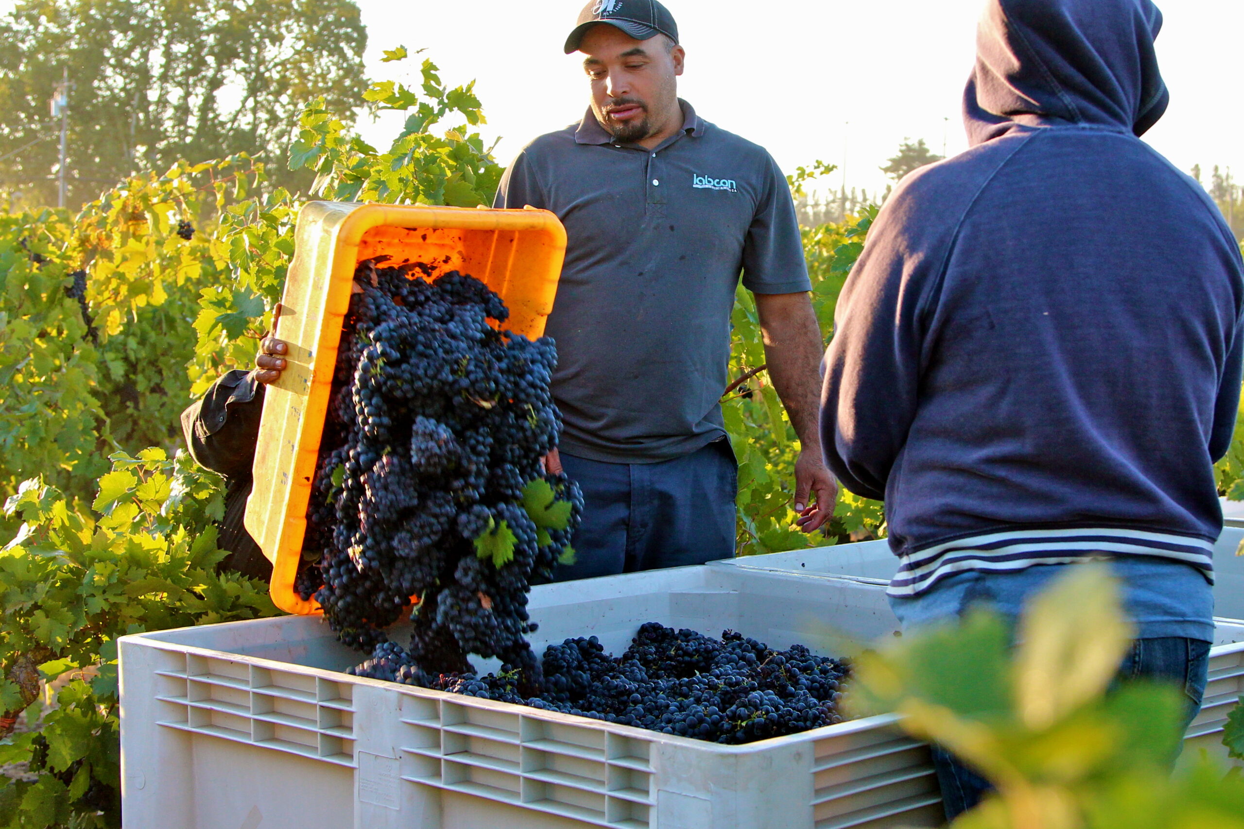 Workers harvest ripe grapes in a Lodi vineyard during the grape harvest season.