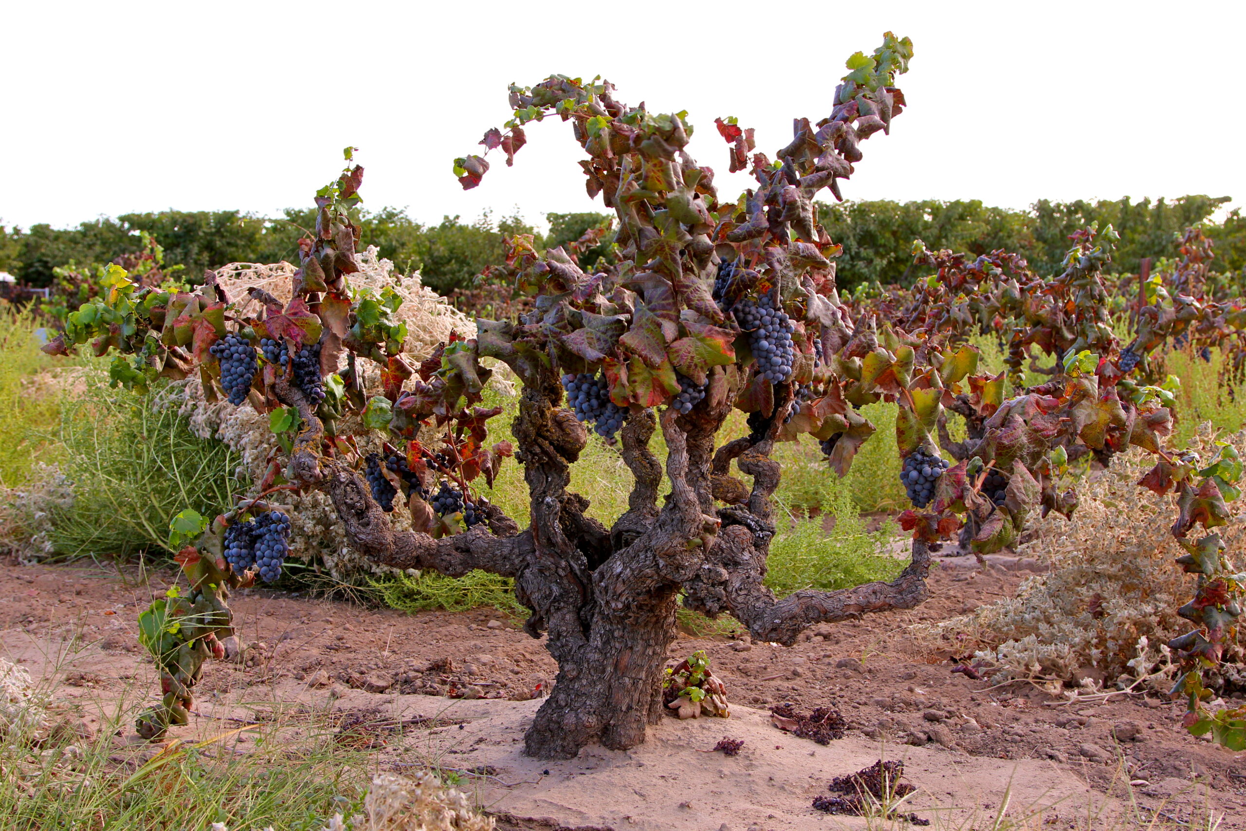 Grapevines in a Lodi vineyard with ripe grapes ready for harvest.