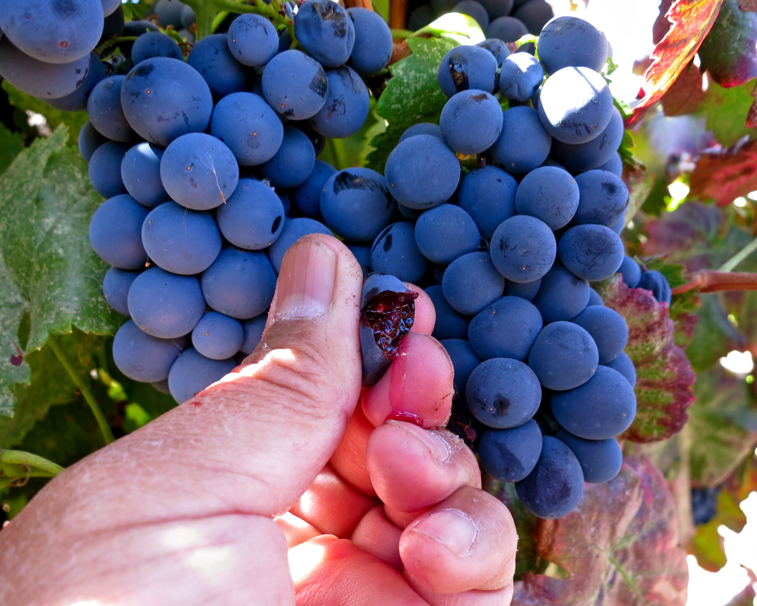 Close-up of a hand picking ripe blue wine grapes in Lodi, California vineyard.