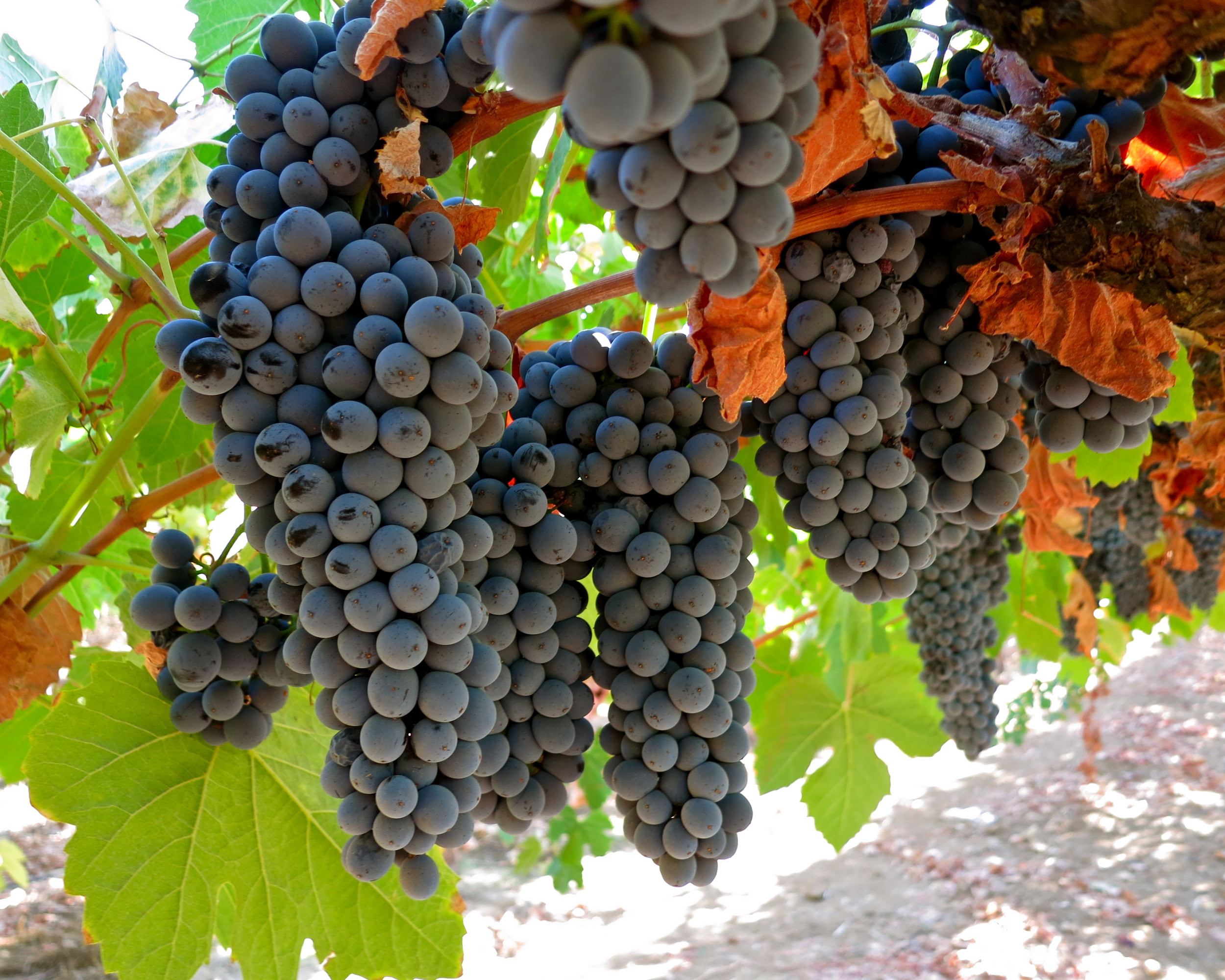 Close-up of ripe dark purple winegrapes hanging on the vine in Lodi, California.