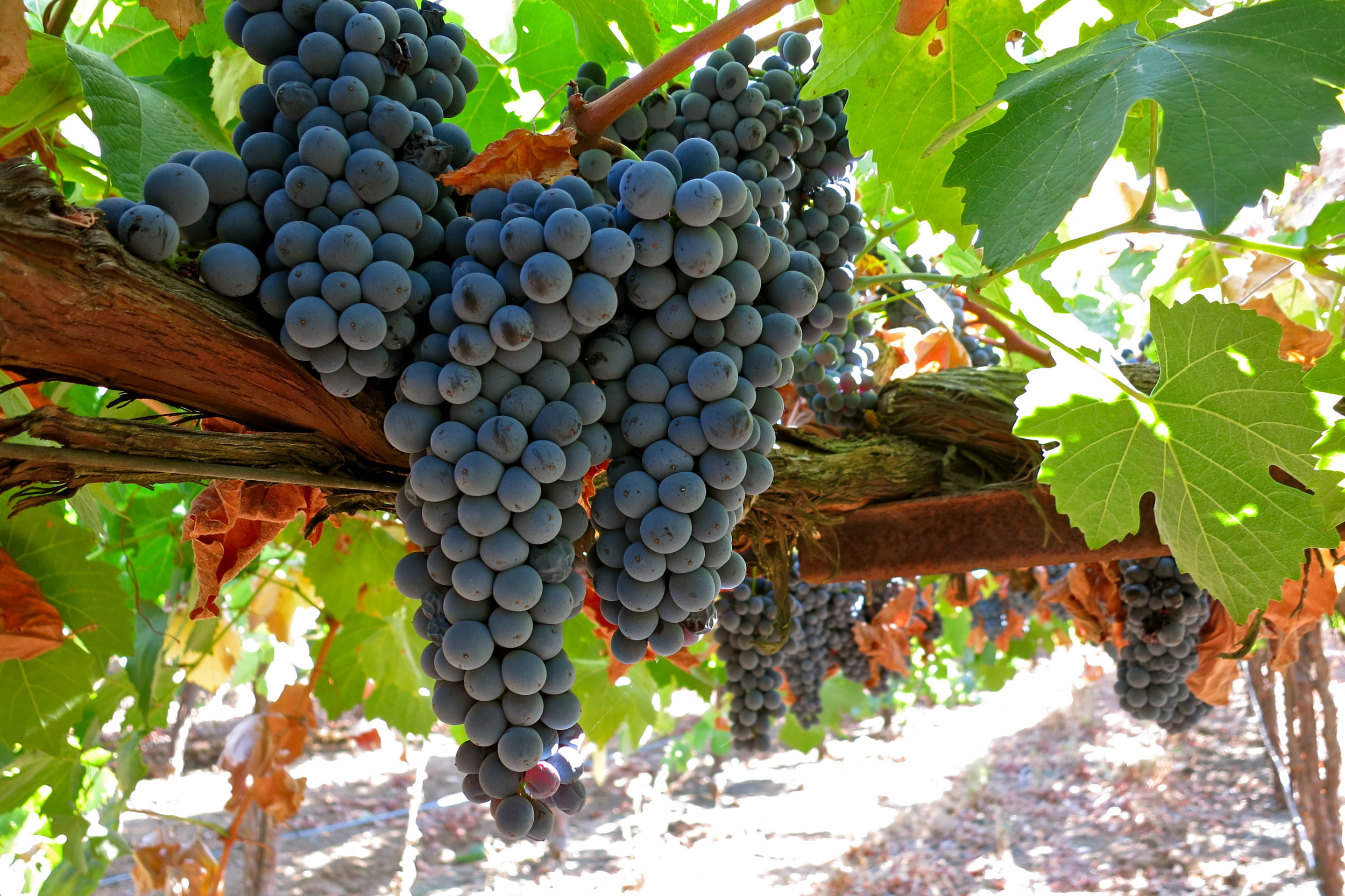 Close-up of ripe dark purple winegrapes hanging on vine in Lodi wine region.