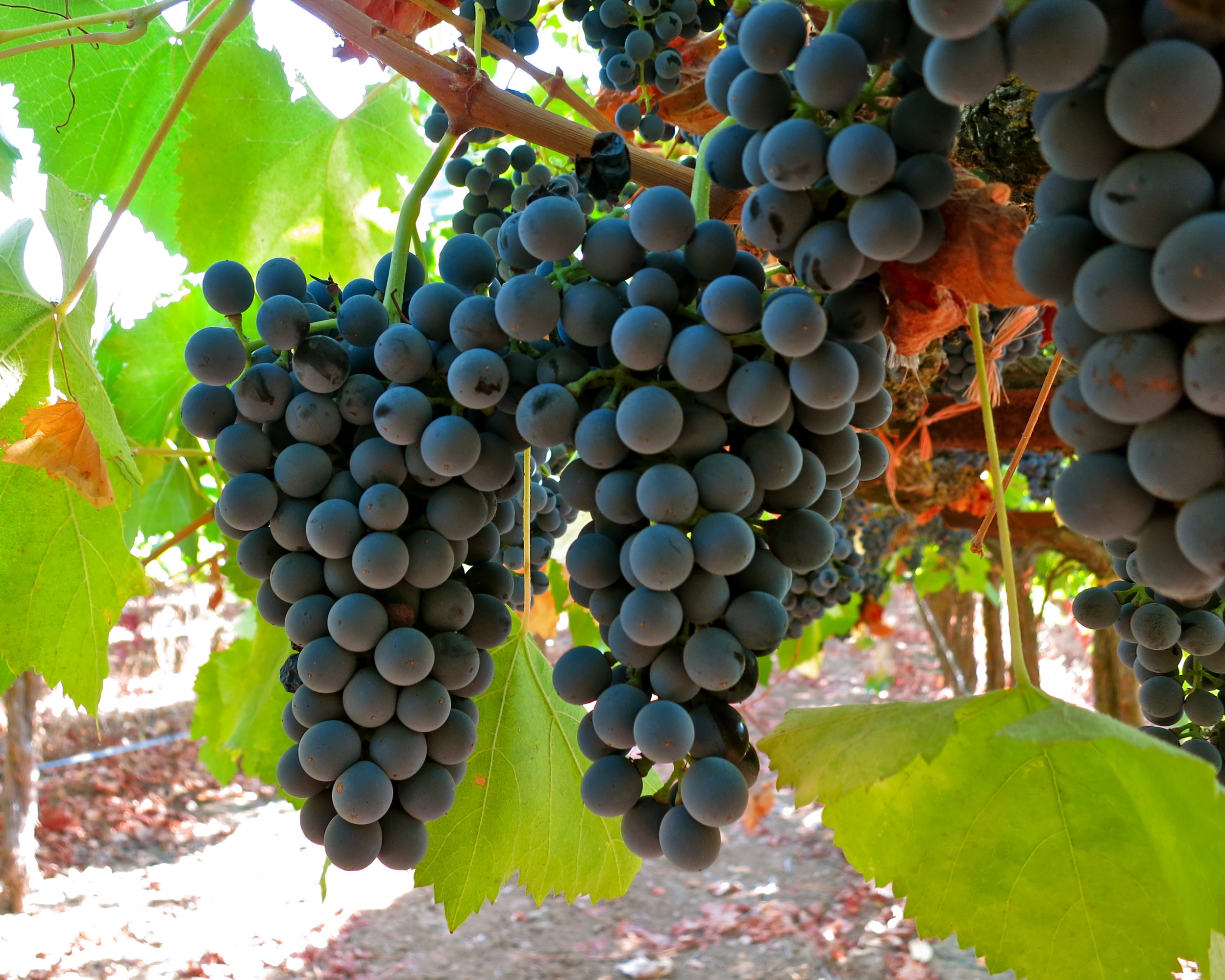 Close-up of ripe dark purple winegrapes hanging in a vineyard with green leaves.
