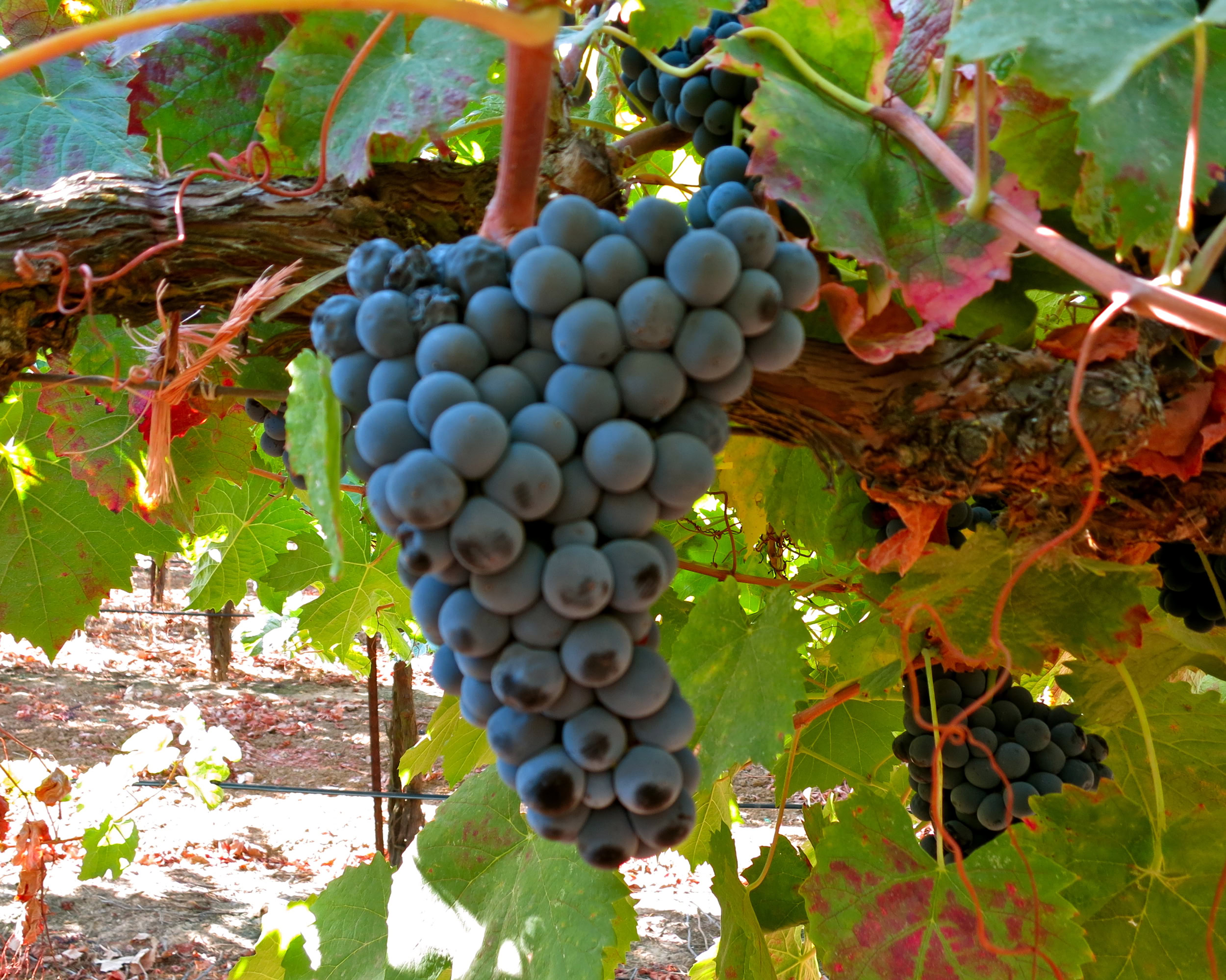 Close-up of ripe dark purple wine grapes hanging on a vine in a vineyard.