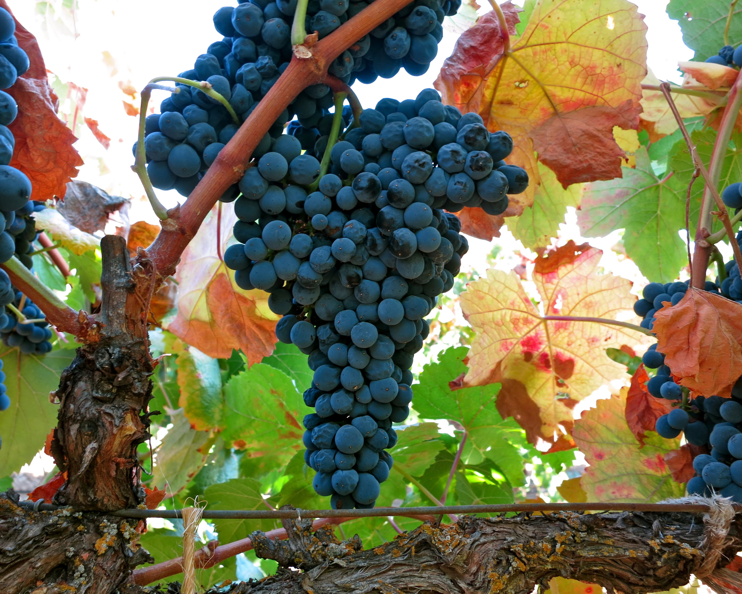 Close-up of ripe dark blue winegrapes hanging on the vine in Lodi, California.