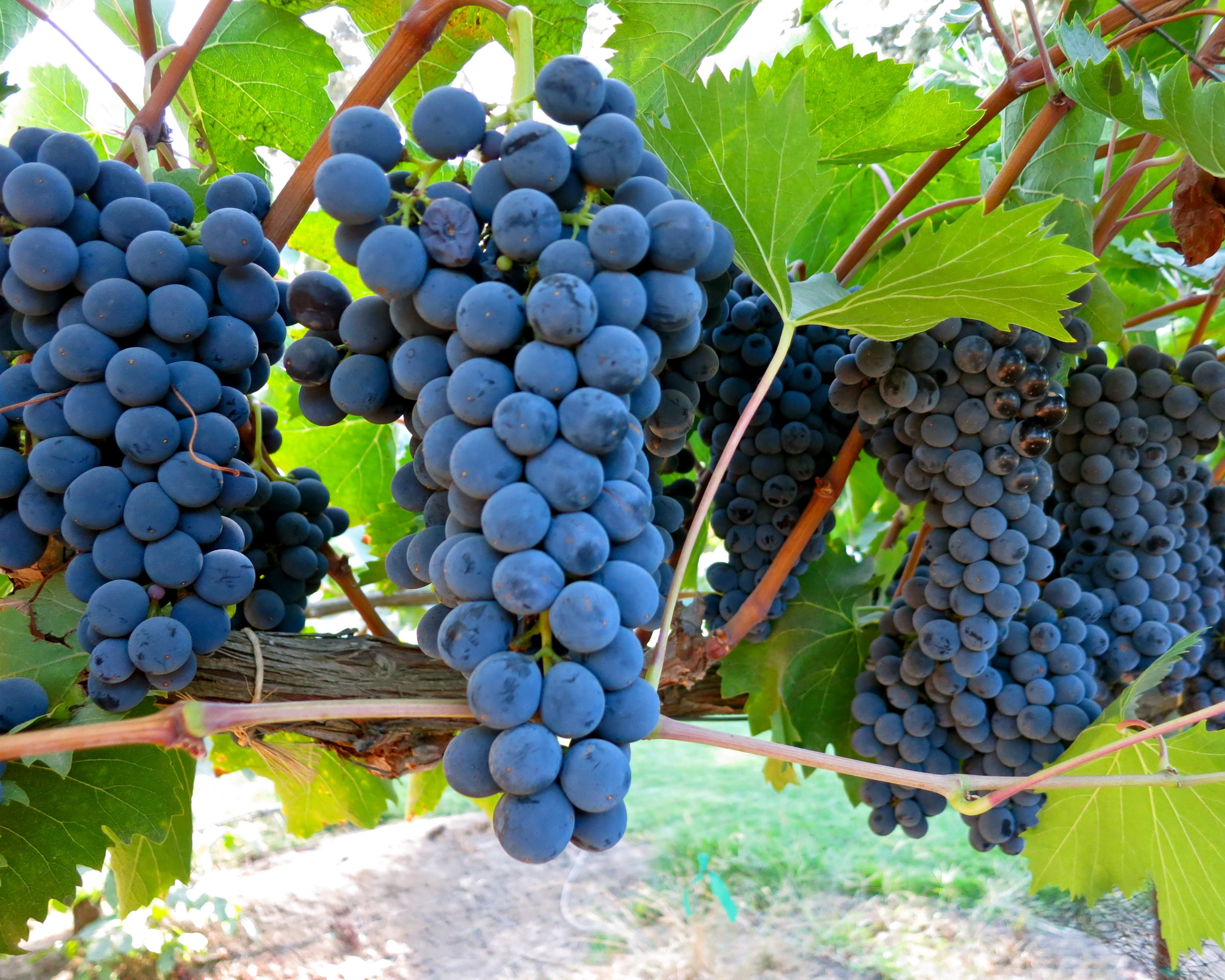 Close-up of ripe dark purple winegrapes on the vine in Lodi, California, ready for harvest.