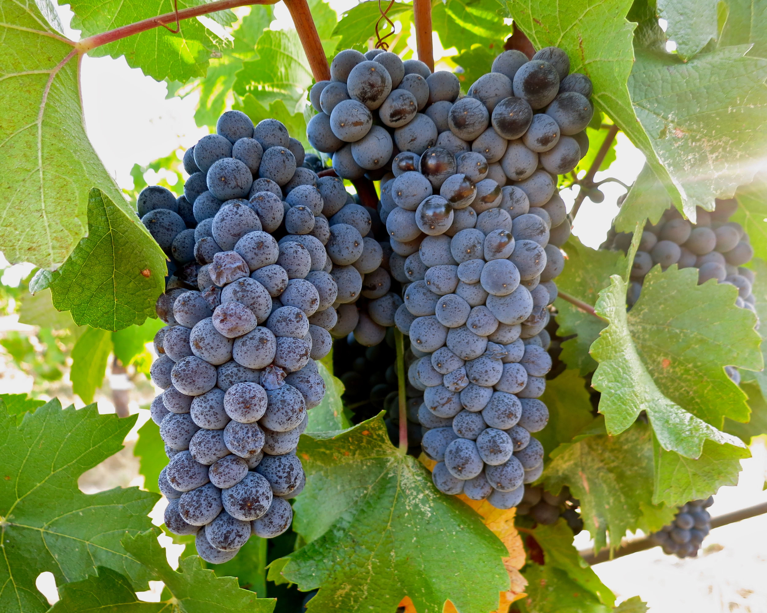 Close-up of ripe dark purple winegrapes on the vine in Lodi, California.