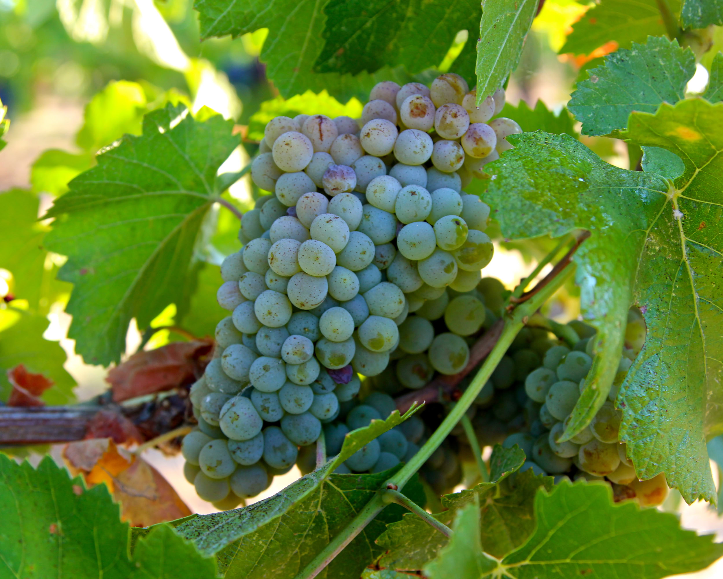 Close-up of a ripe grape cluster on the vine with green leaves in a vineyard setting.