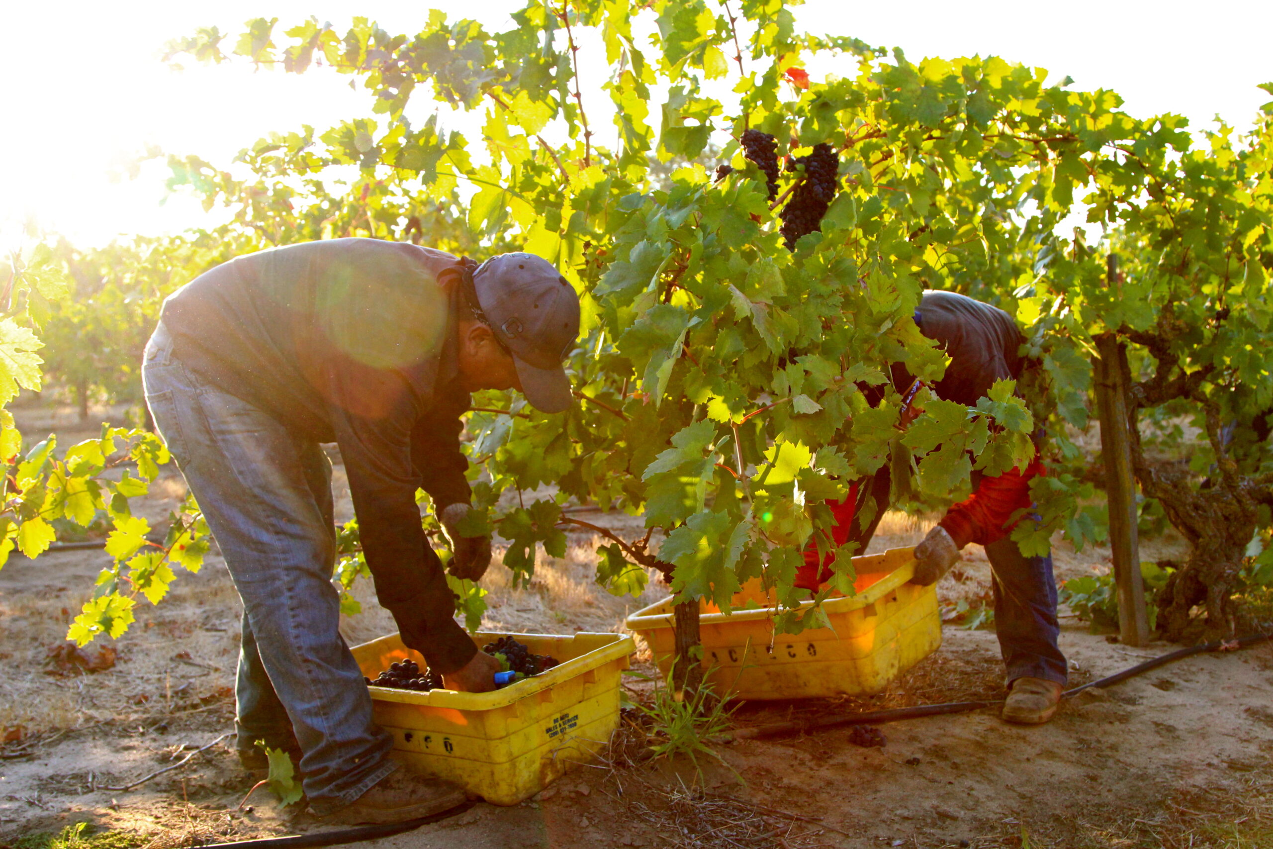 Workers harvest grapes in a Lodi vineyard during the sunny season.