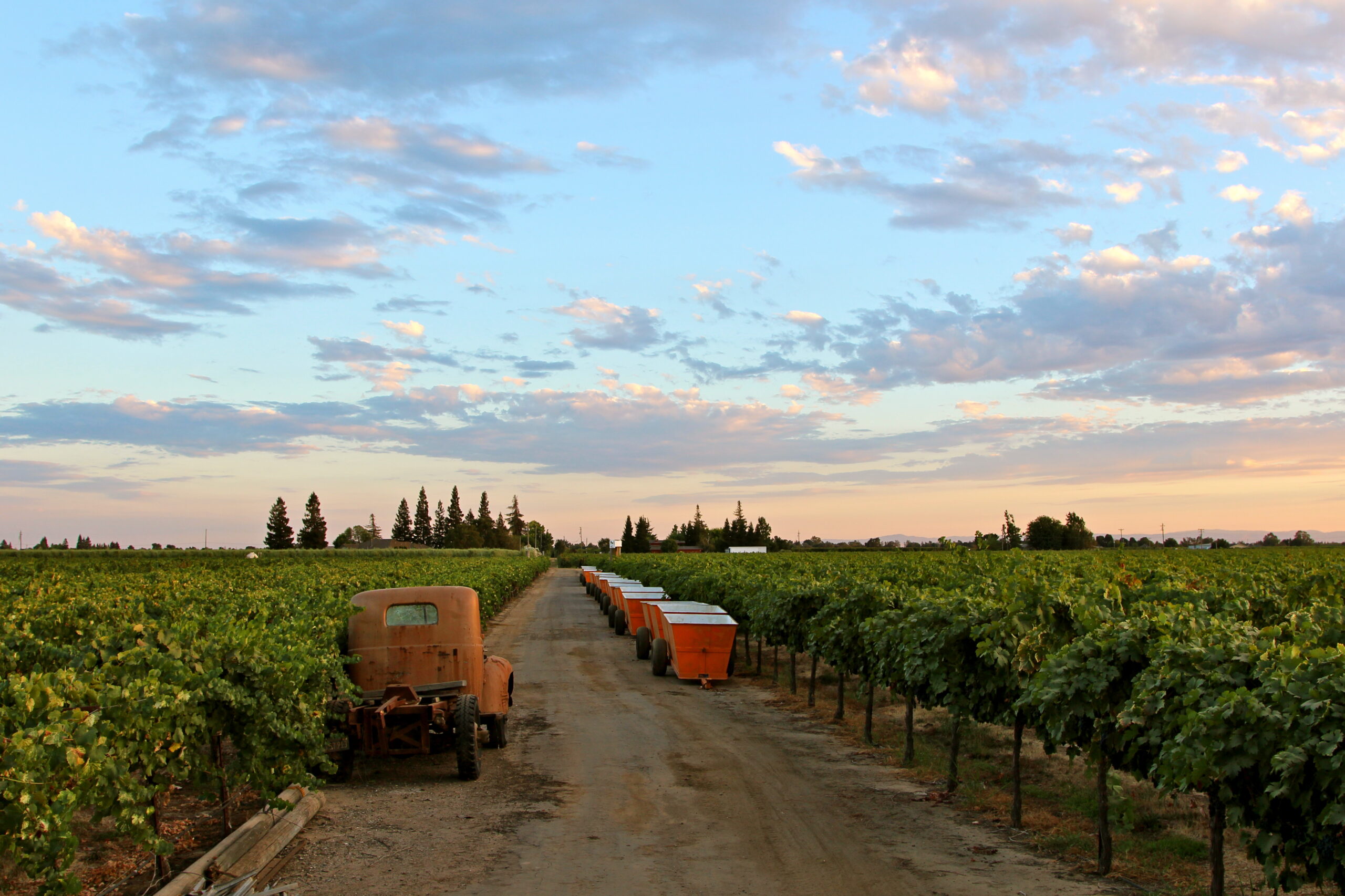 Vineyard in Lodi with grape harvest bins and tractor under a sunset sky.