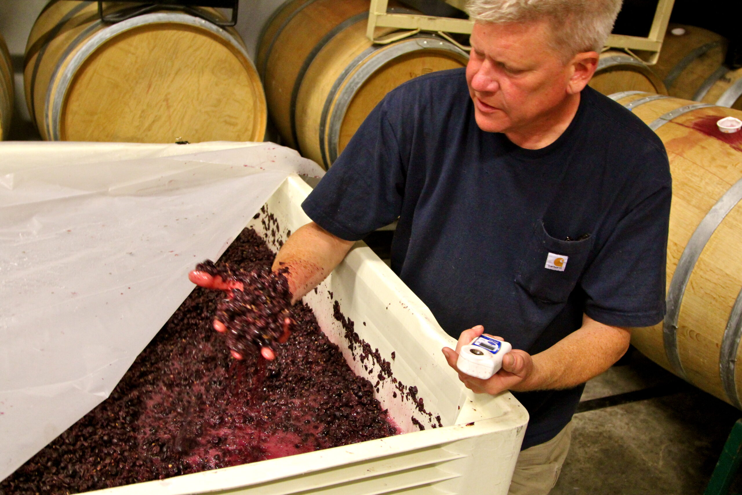 Winemaker inspecting freshly harvested grapes in Lodi wine region, California.