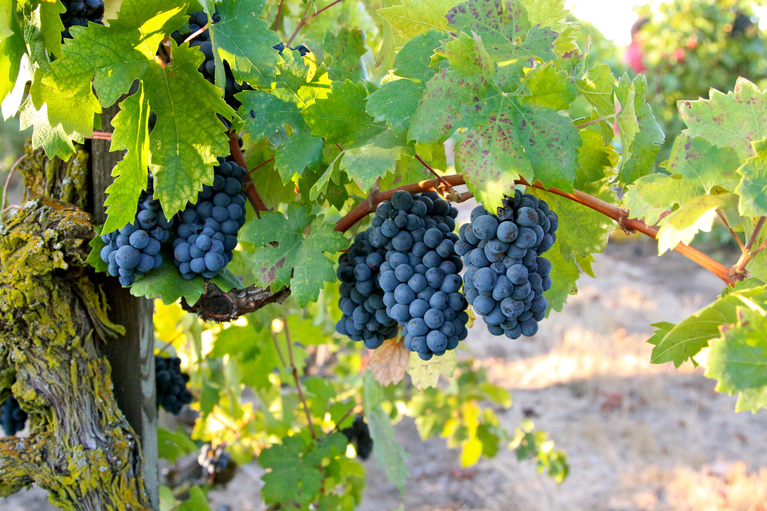 Close-up of ripe dark purple winegrapes hanging on vine in Lodi wine region.