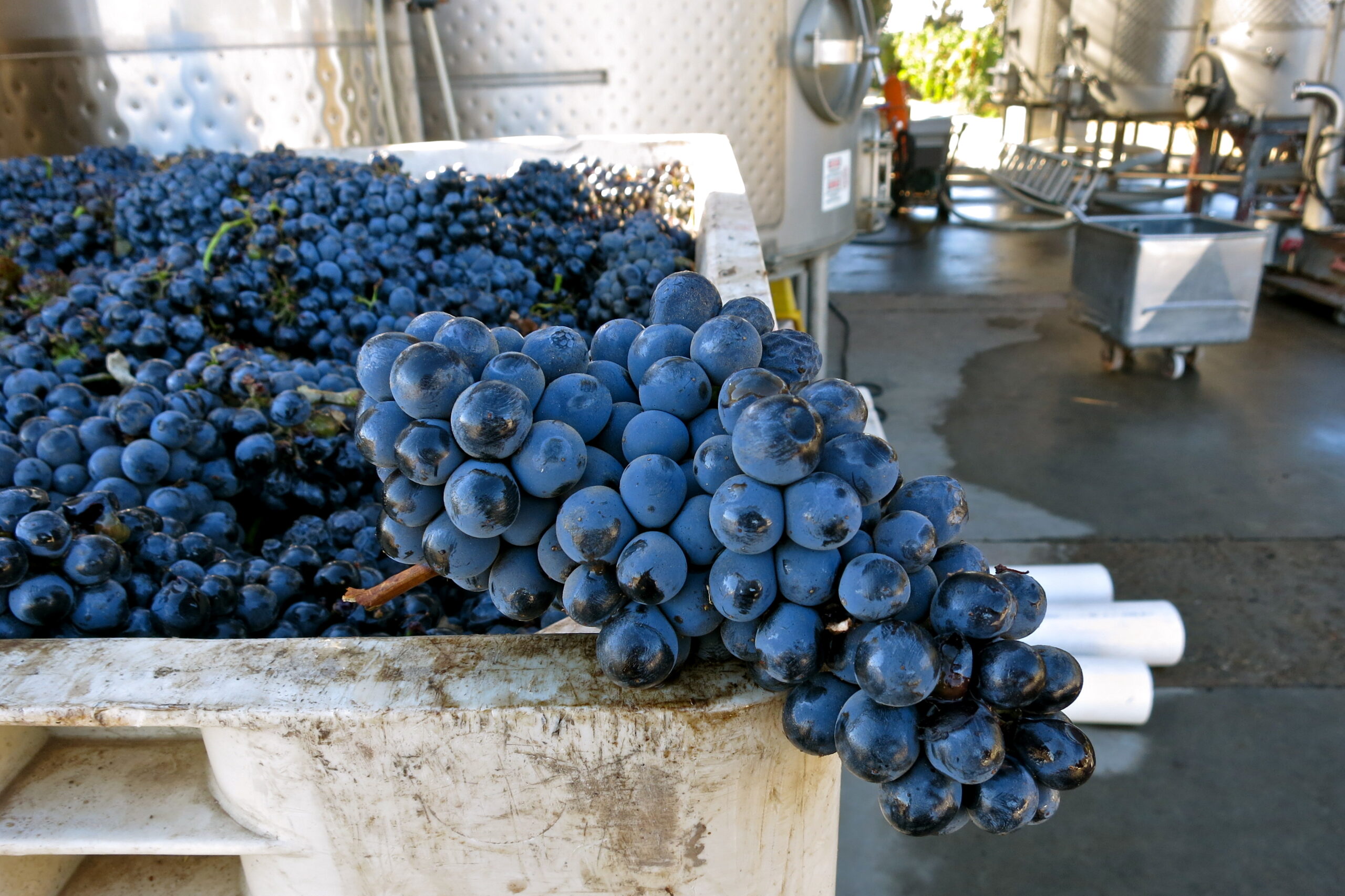 Freshly harvested dark purple wine grapes in a winery setting, ready for processing in Lodi, California.