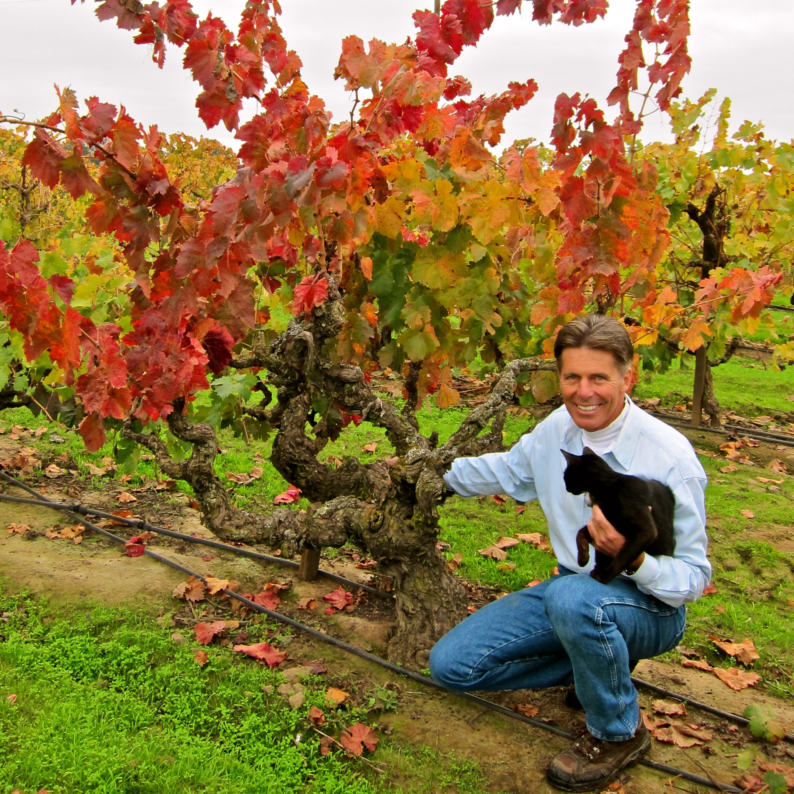 Man with black cat in a vineyard with colorful autumn leaves on grapevines.