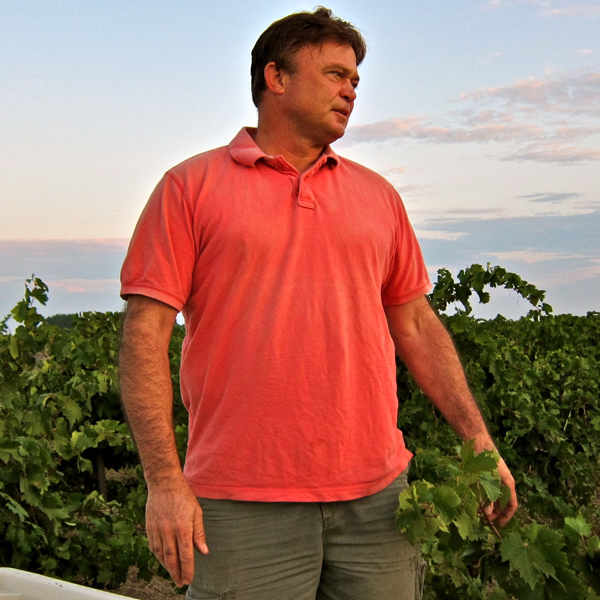 Man inspecting grapevines in Lodi wine country during sunset.